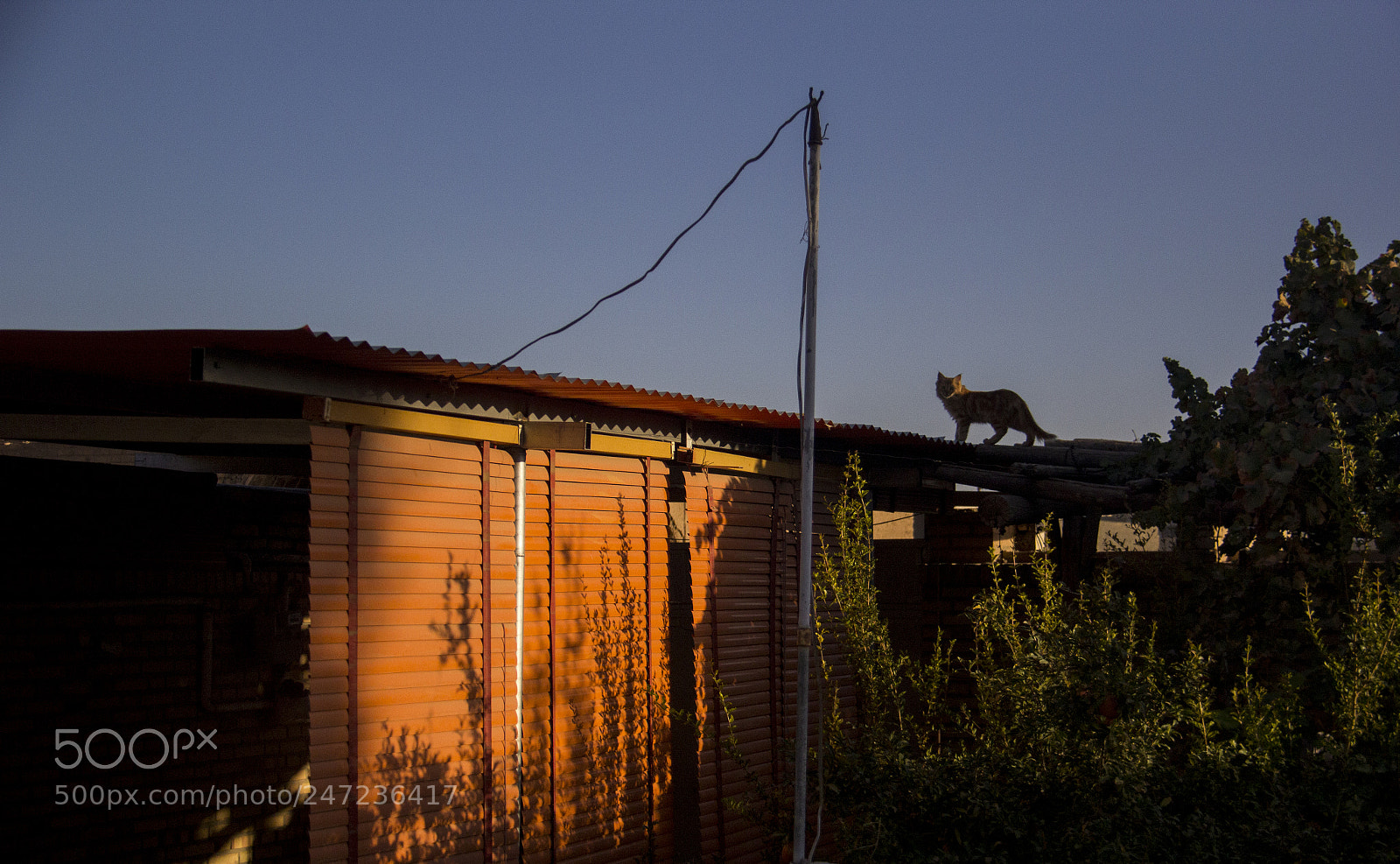 Canon EOS 60D sample photo. Cat photography