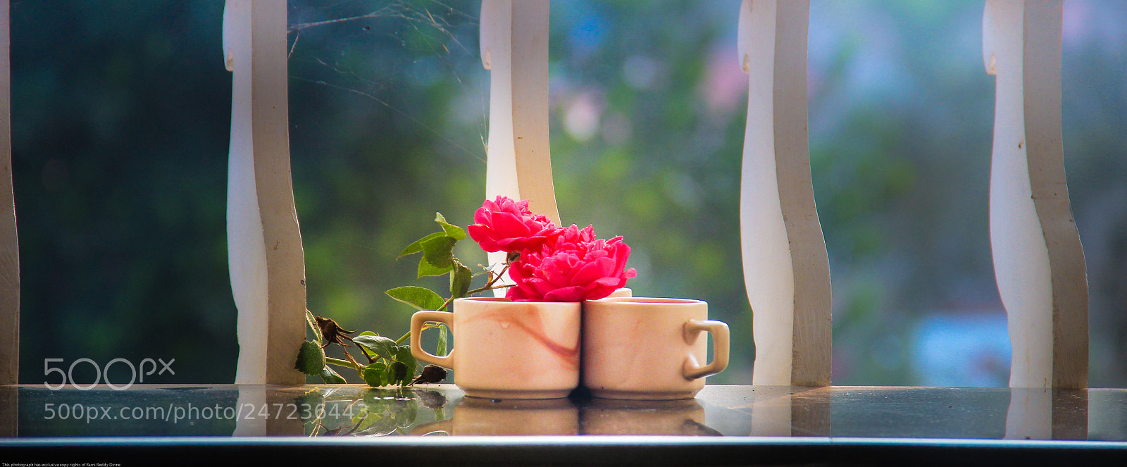 Canon EOS 600D (Rebel EOS T3i / EOS Kiss X5) sample photo. Good morning photography