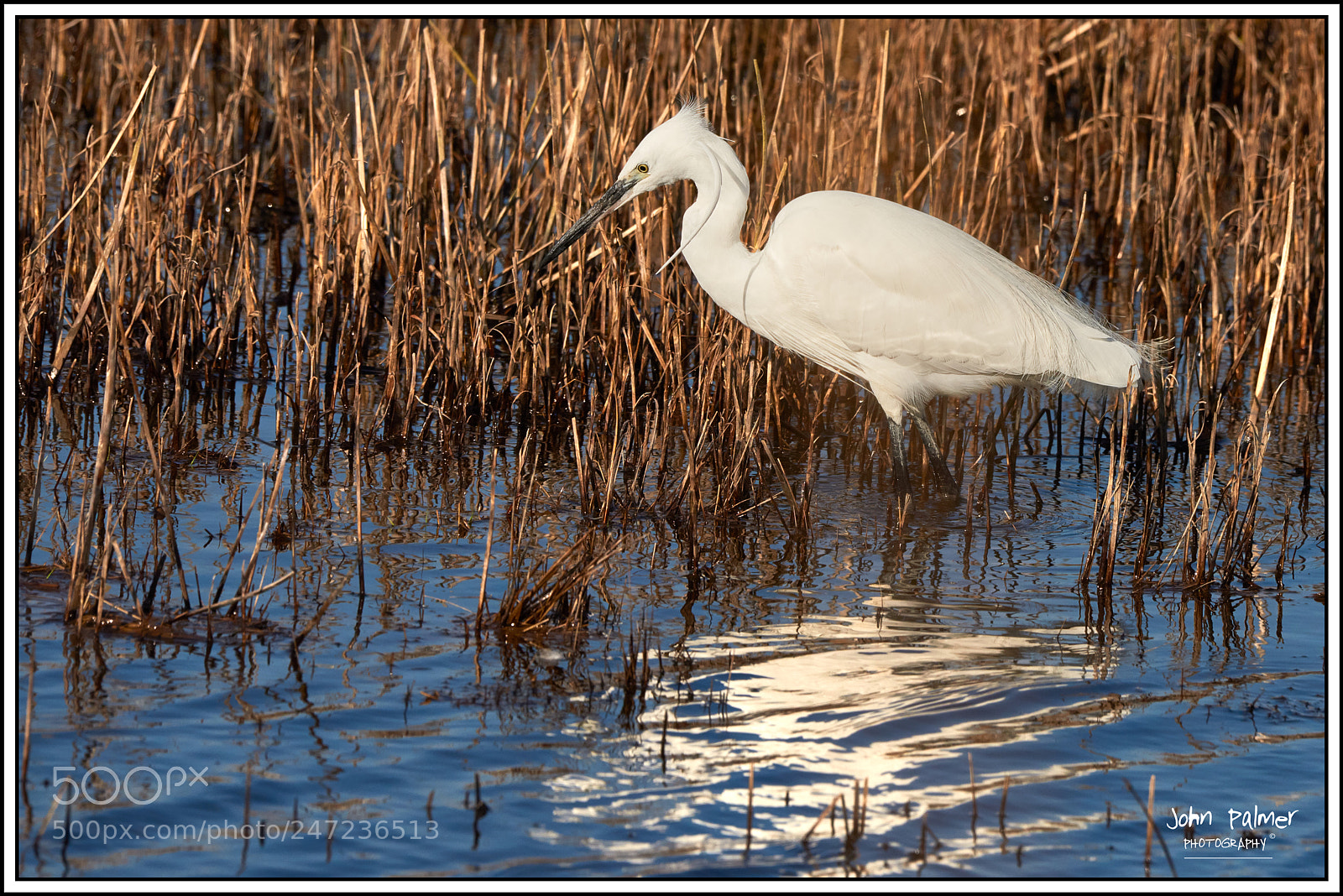Nikon D810 sample photo. Little egrit photography