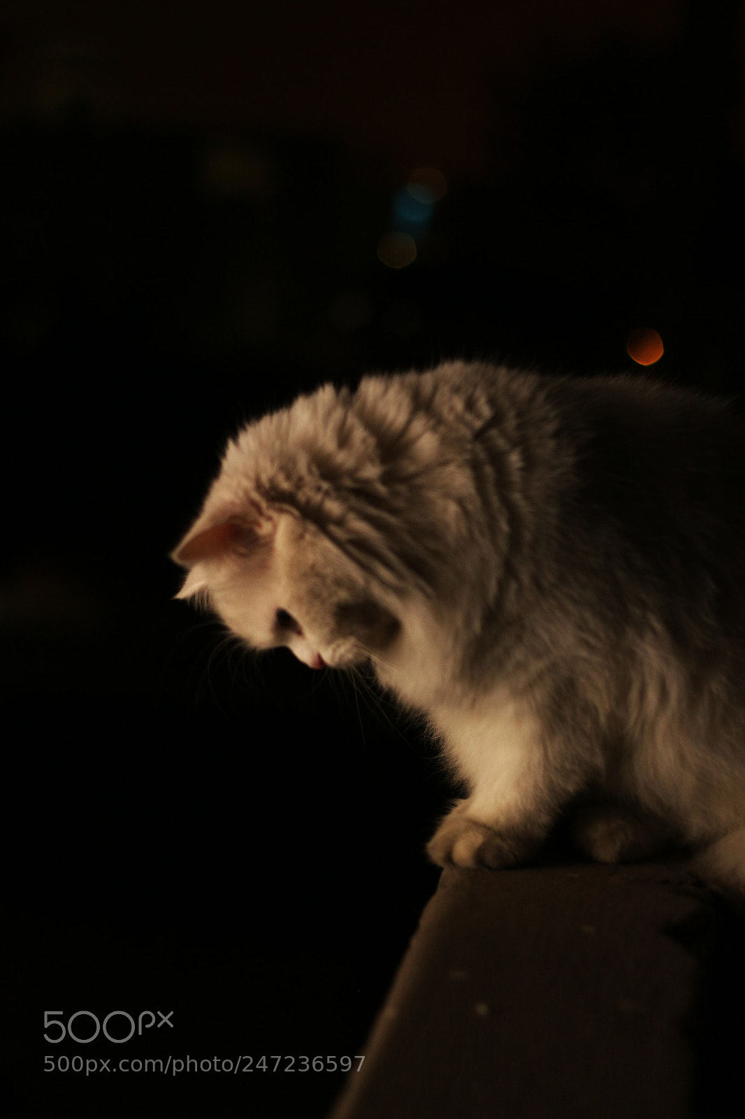 Canon EOS 650D (EOS Rebel T4i / EOS Kiss X6i) sample photo. Persian cat photography