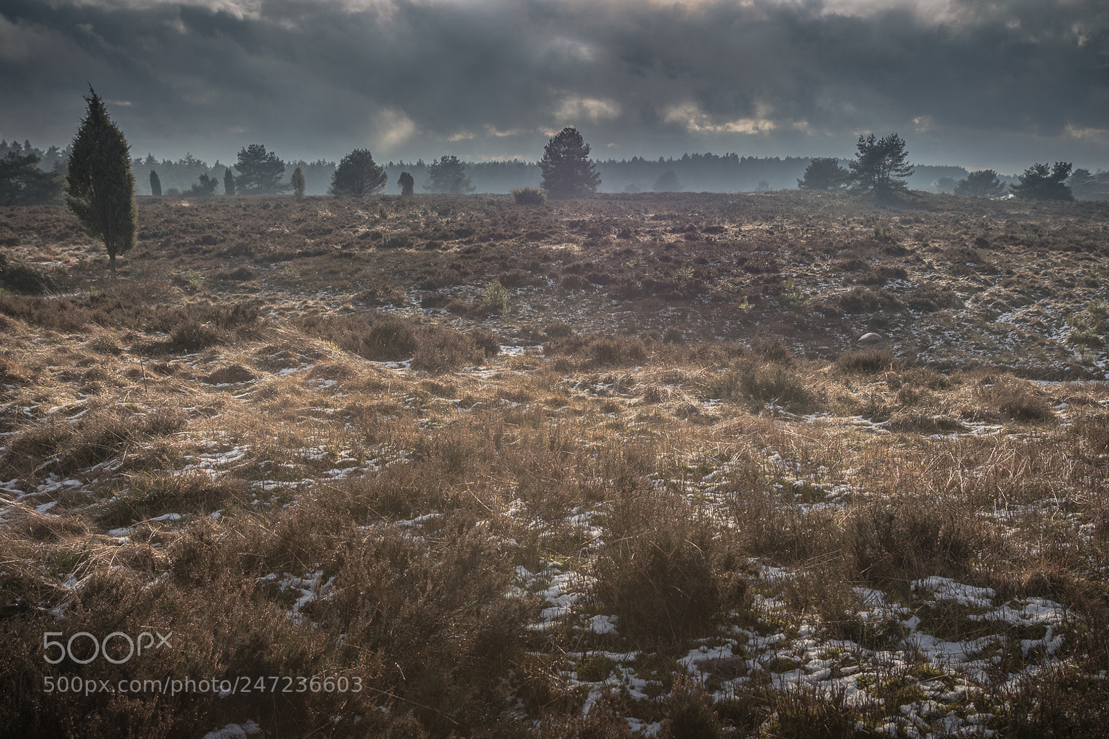 Canon EOS 80D sample photo. Kalte l neburger heide photography