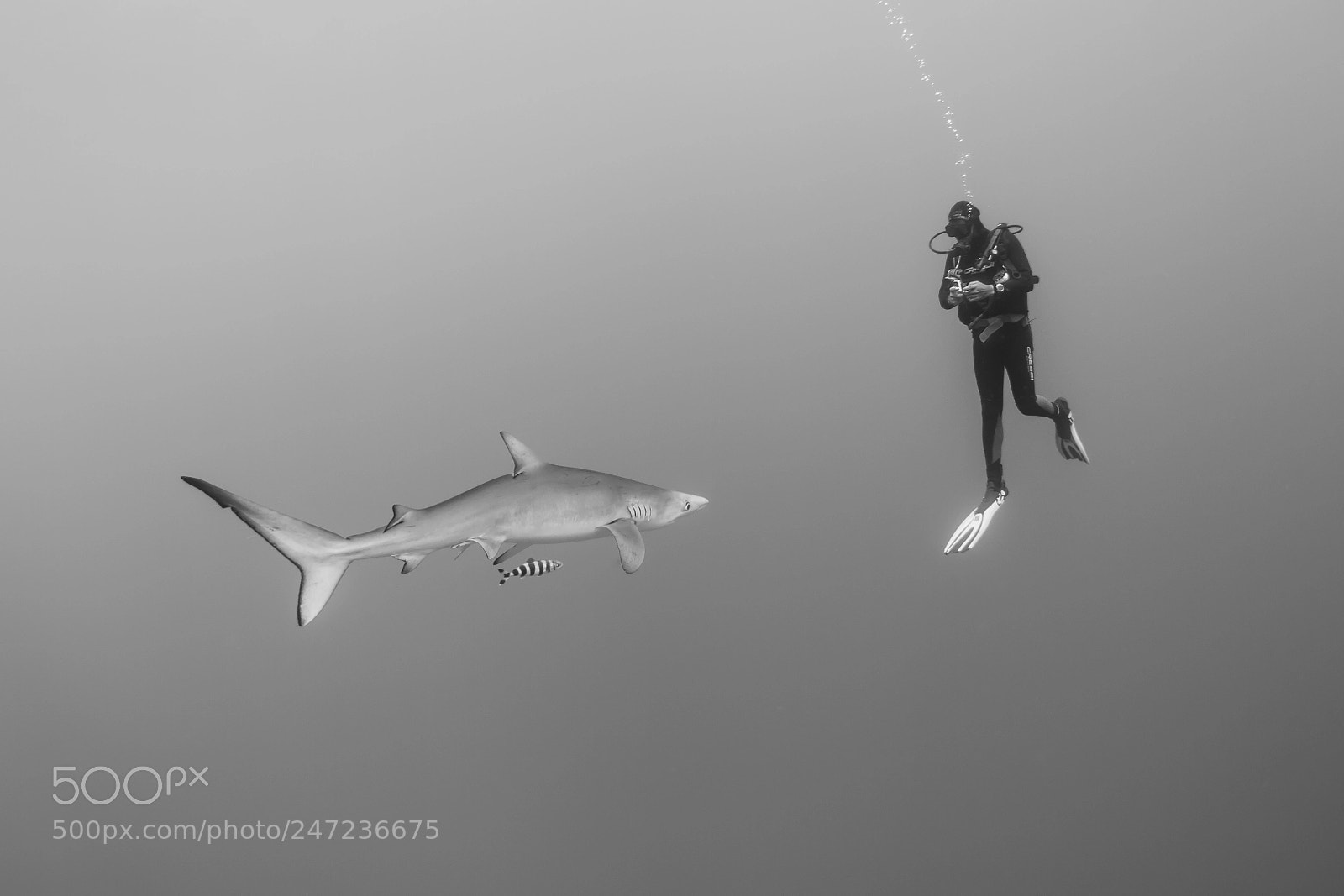 Canon EOS 7D sample photo. Blue shark-requin bleu prionace photography
