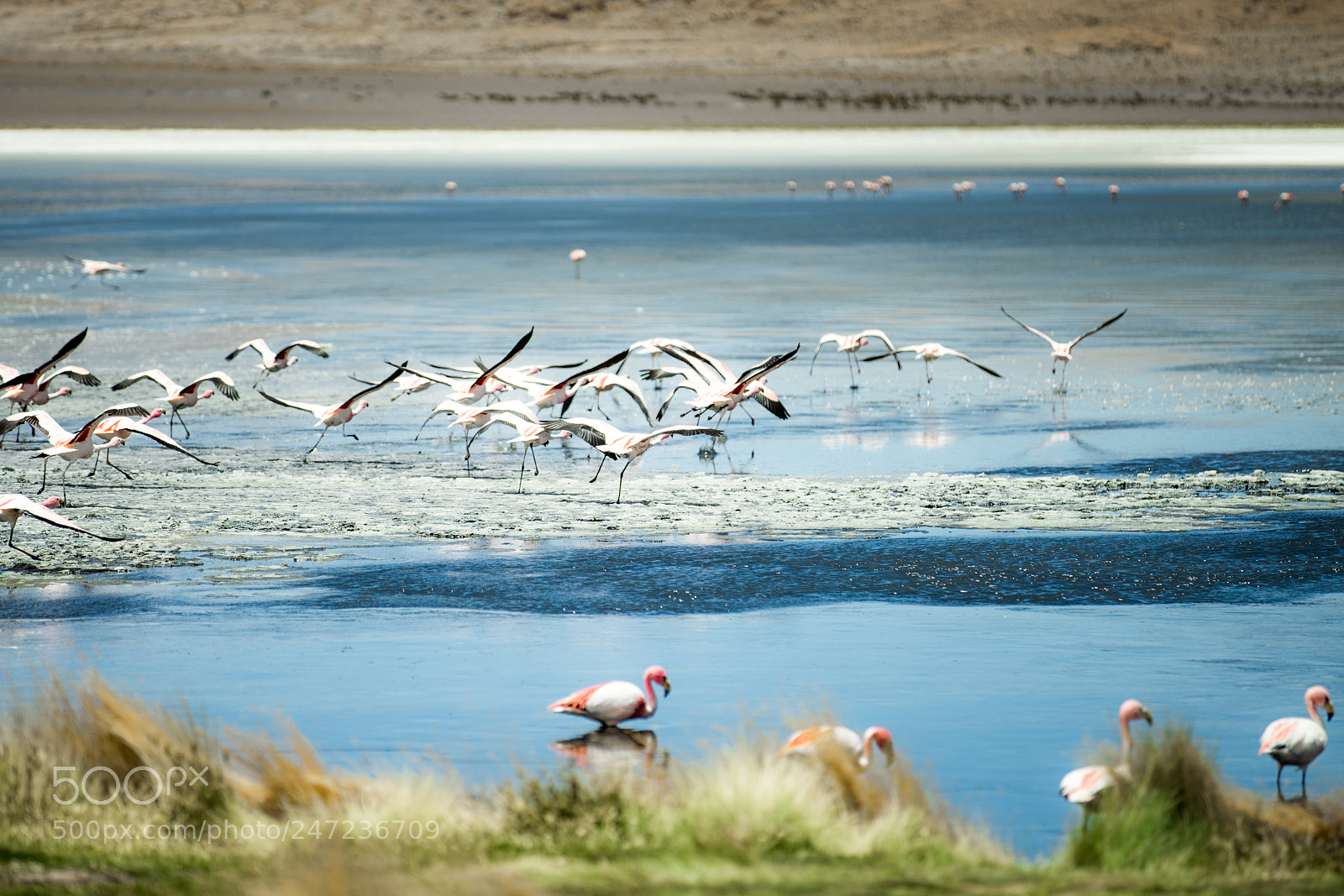 Sony a7 II sample photo. Bolivia photography