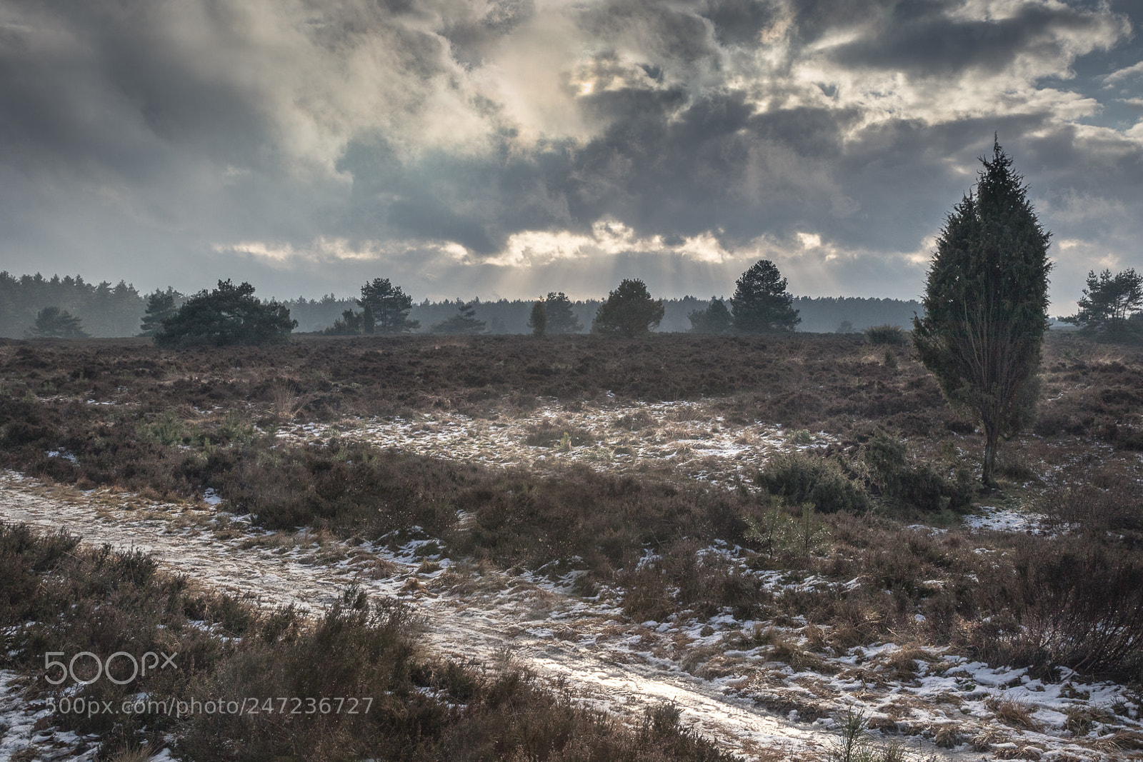 Canon EOS 80D sample photo. Kalte lüneburger heide photography
