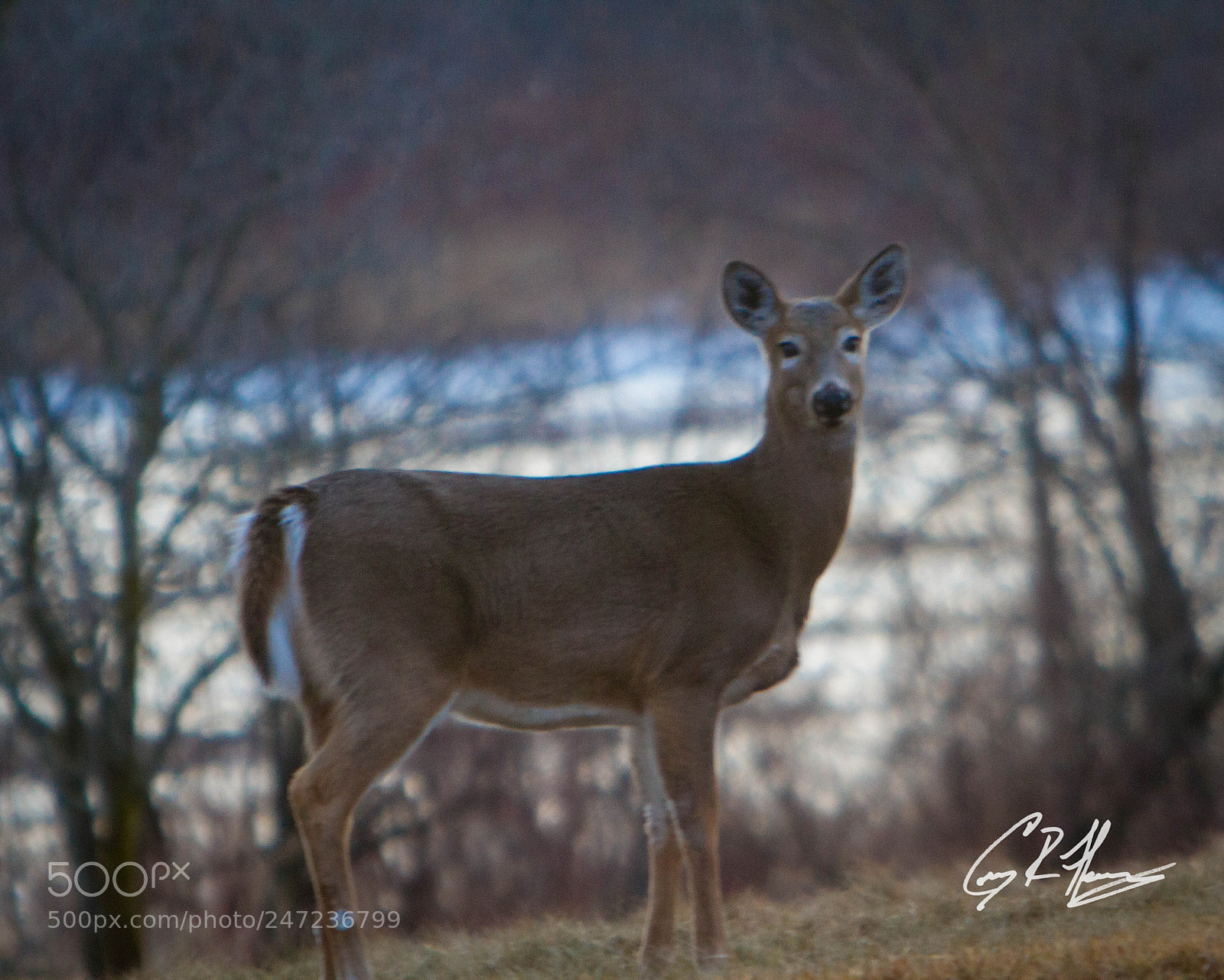 Canon EOS 7D sample photo. Untitled photography
