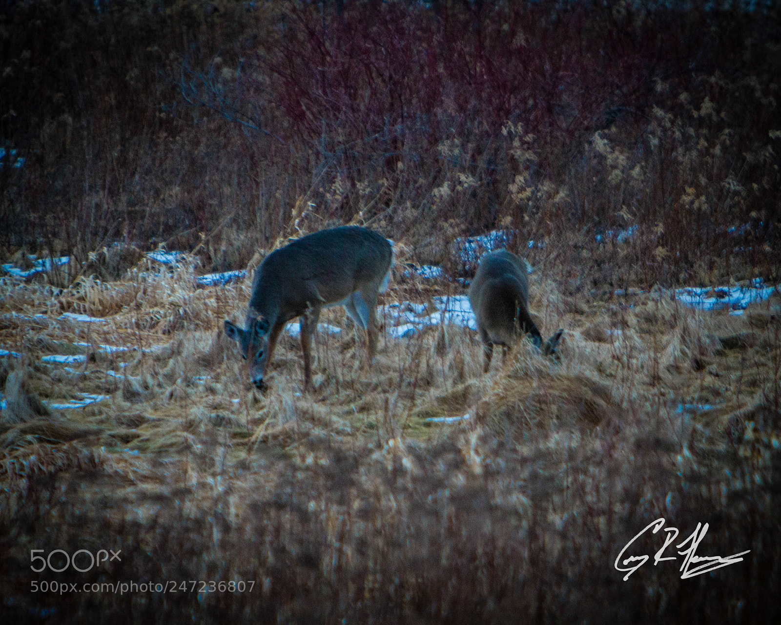 Canon EOS 7D sample photo. Untitled photography