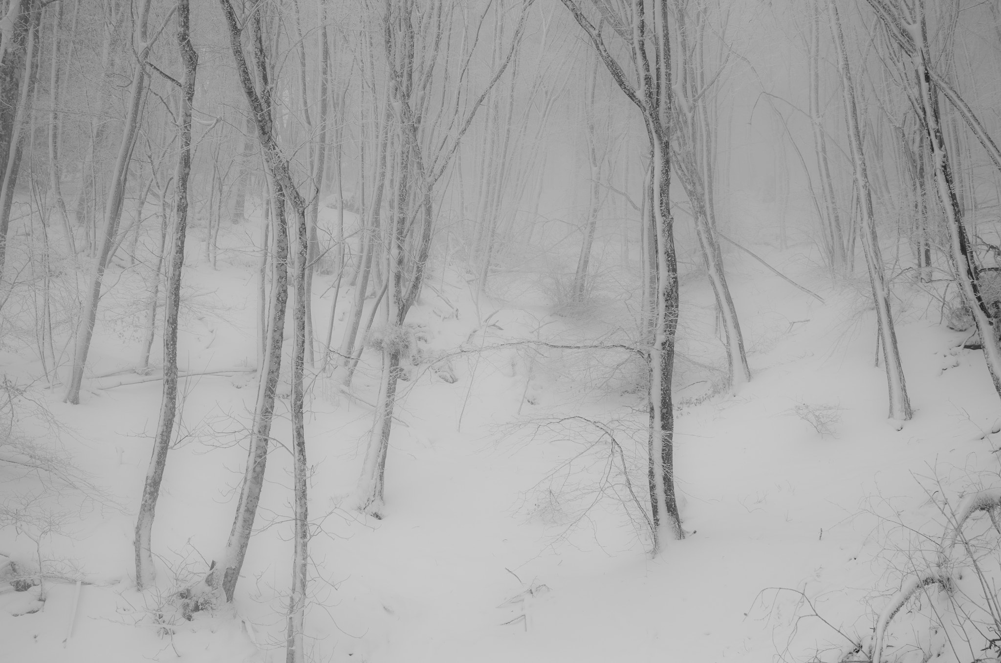 Leica X Vario sample photo. Snow and fog photography