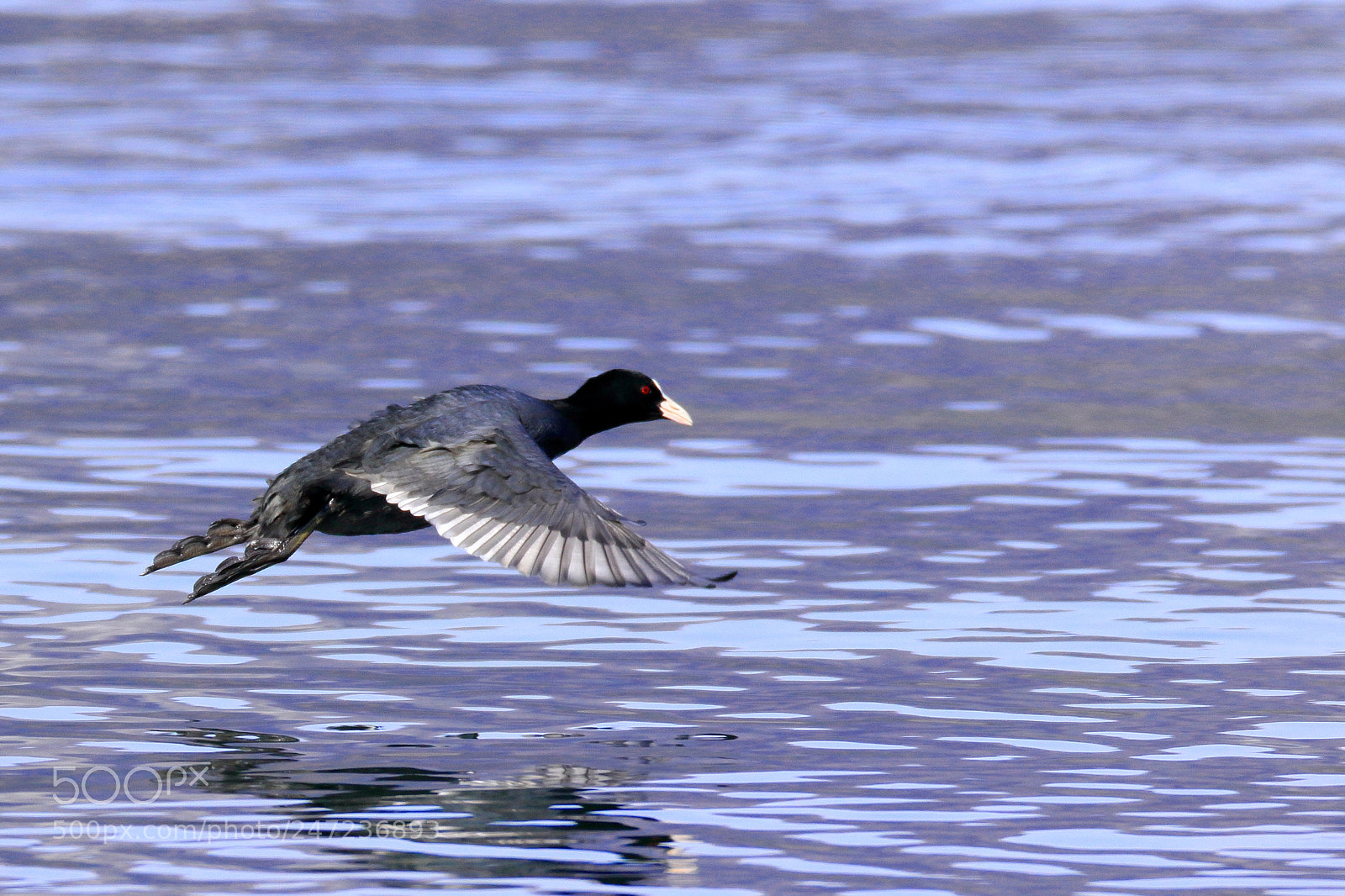 Canon EOS 7D Mark II sample photo. オオバン black coot  photography