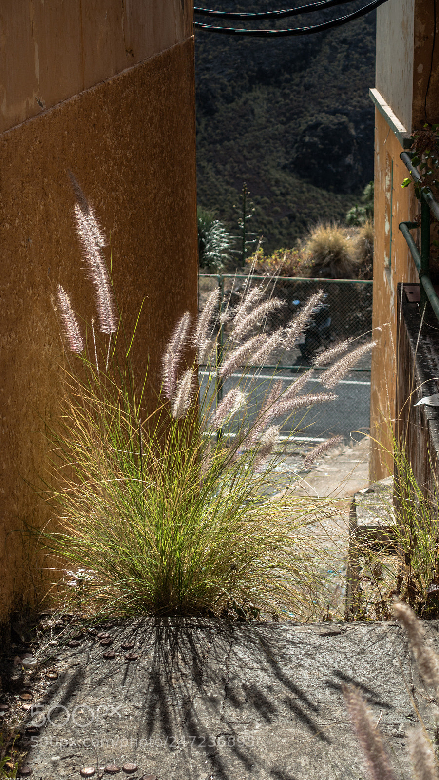 Sony Cyber-shot DSC-RX100 III sample photo. Bottlecap weed photography