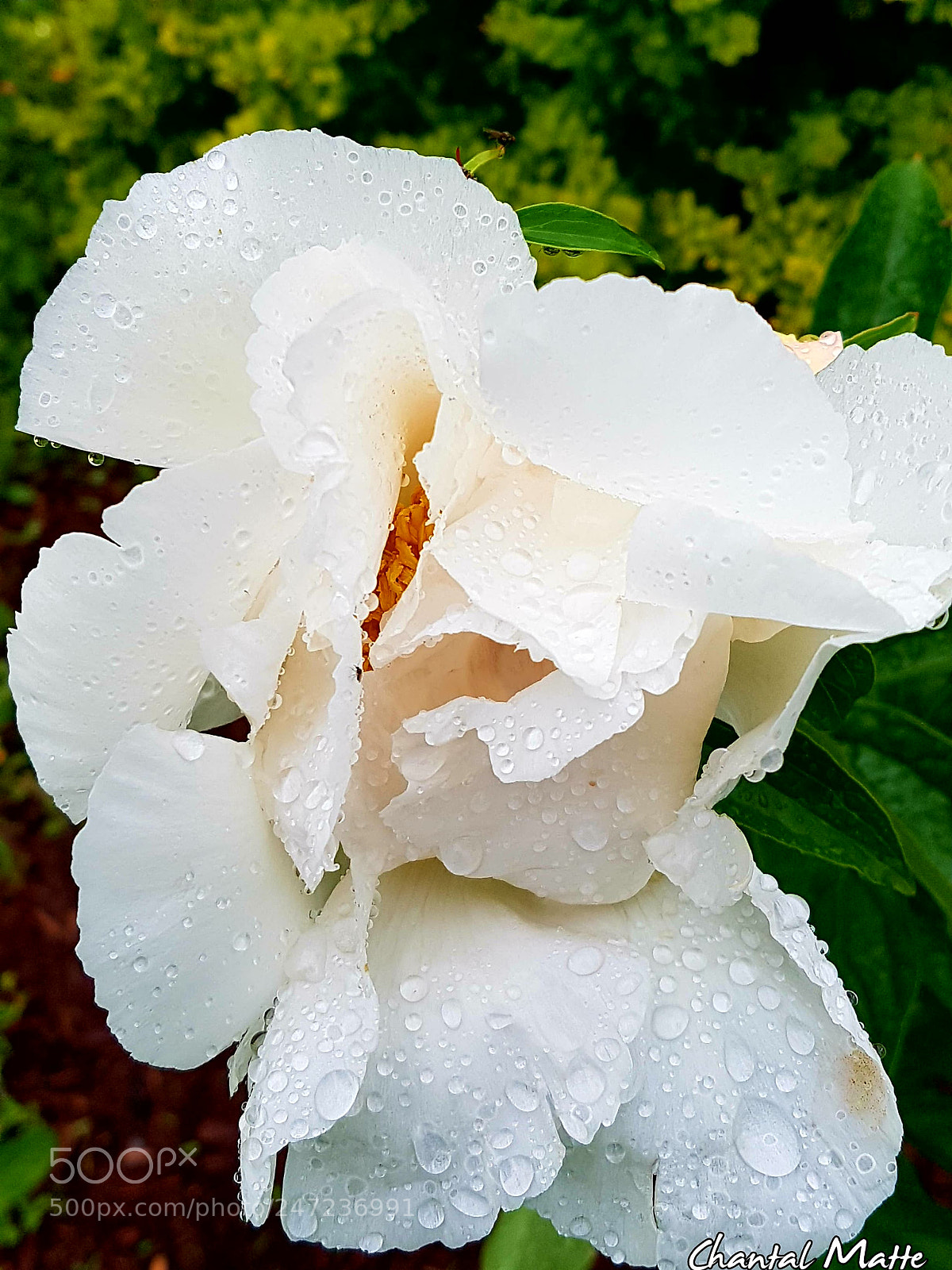 Samsung Galaxy S7 sample photo. Untitled photography