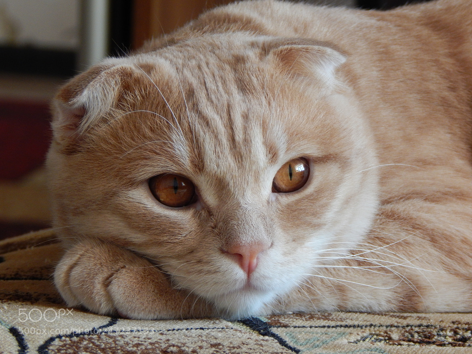 Nikon Coolpix L830 sample photo. Cutie photography