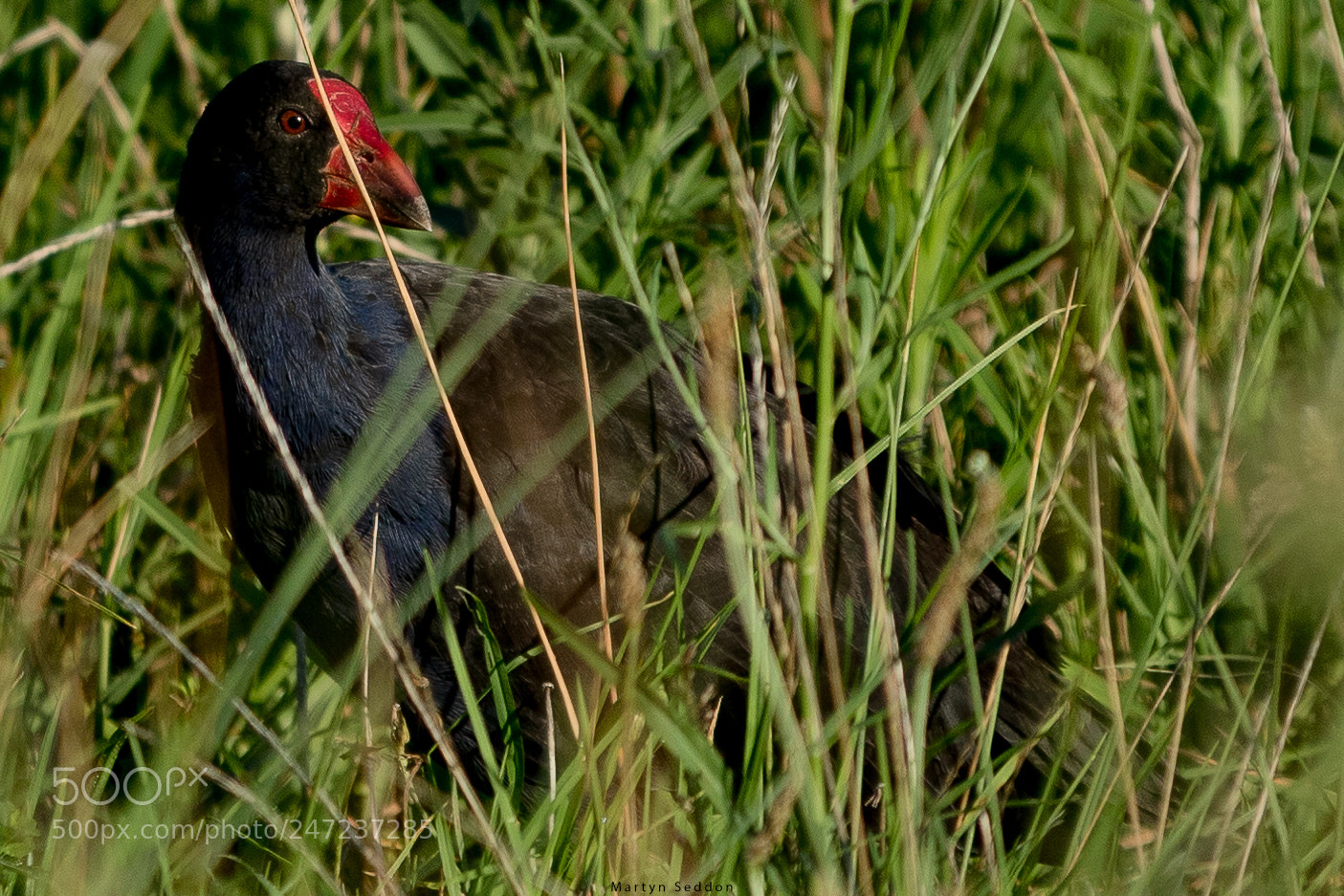 Canon EOS 7D Mark II sample photo. Pukeko photography