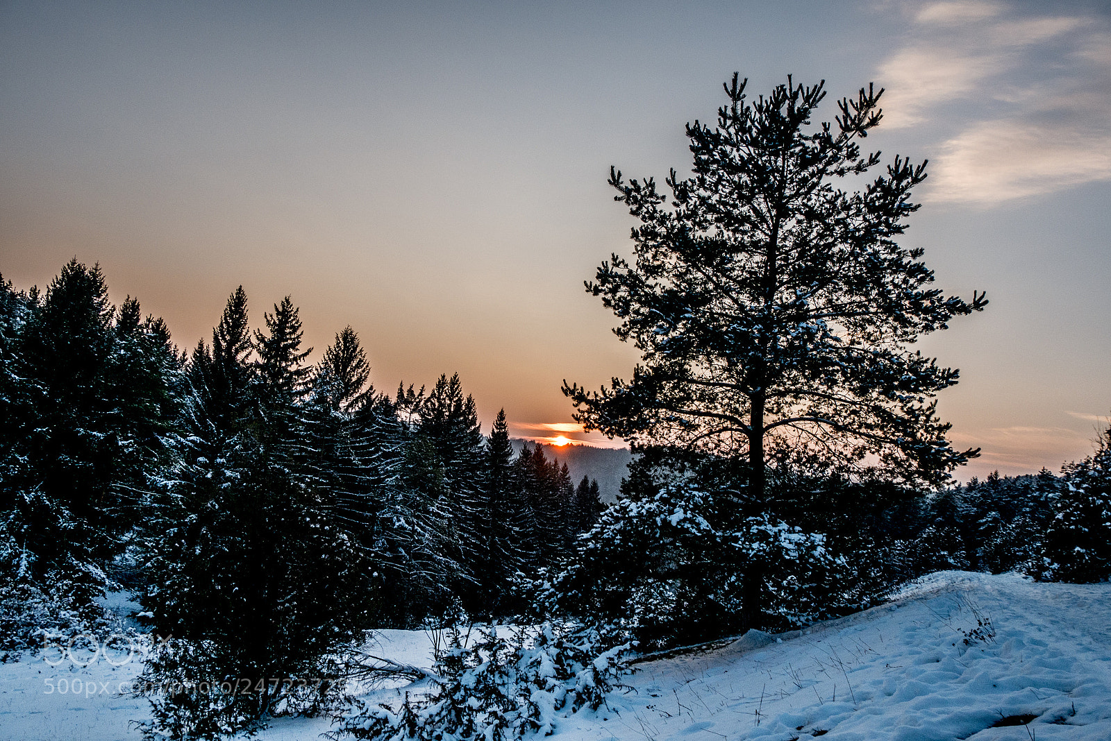 Panasonic DMC-G70 sample photo. Winter woodland photography