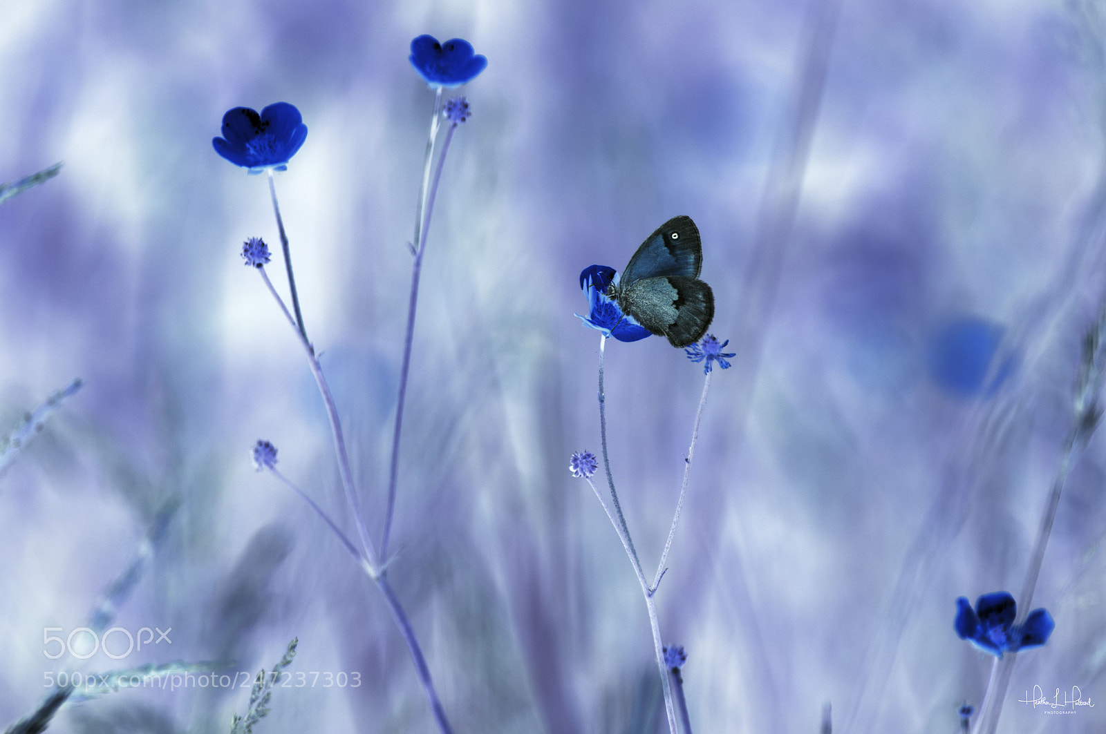 Nikon D300S sample photo. Bluebuttercups photography