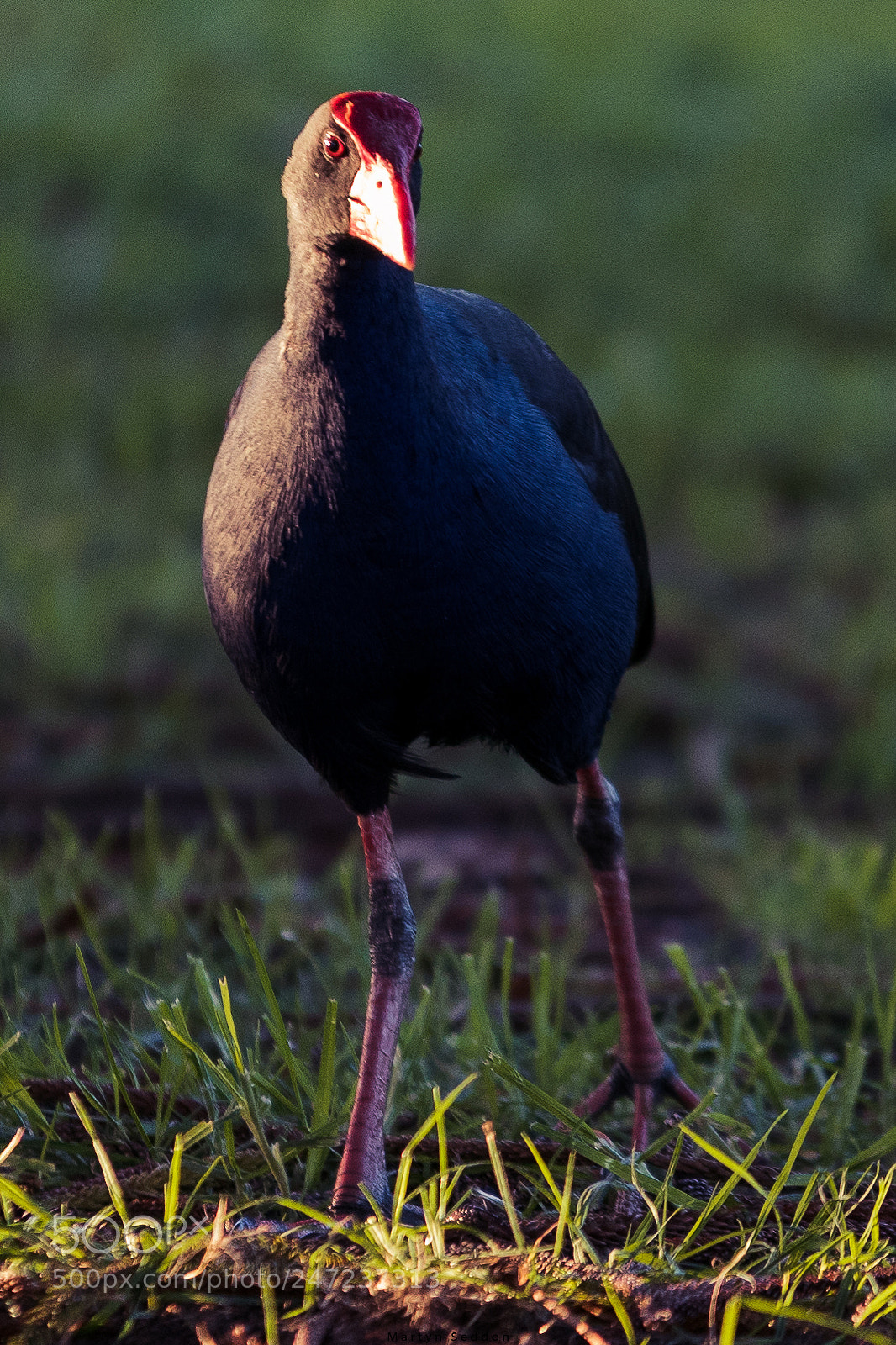 Canon EOS 7D Mark II sample photo. Pukeko photography