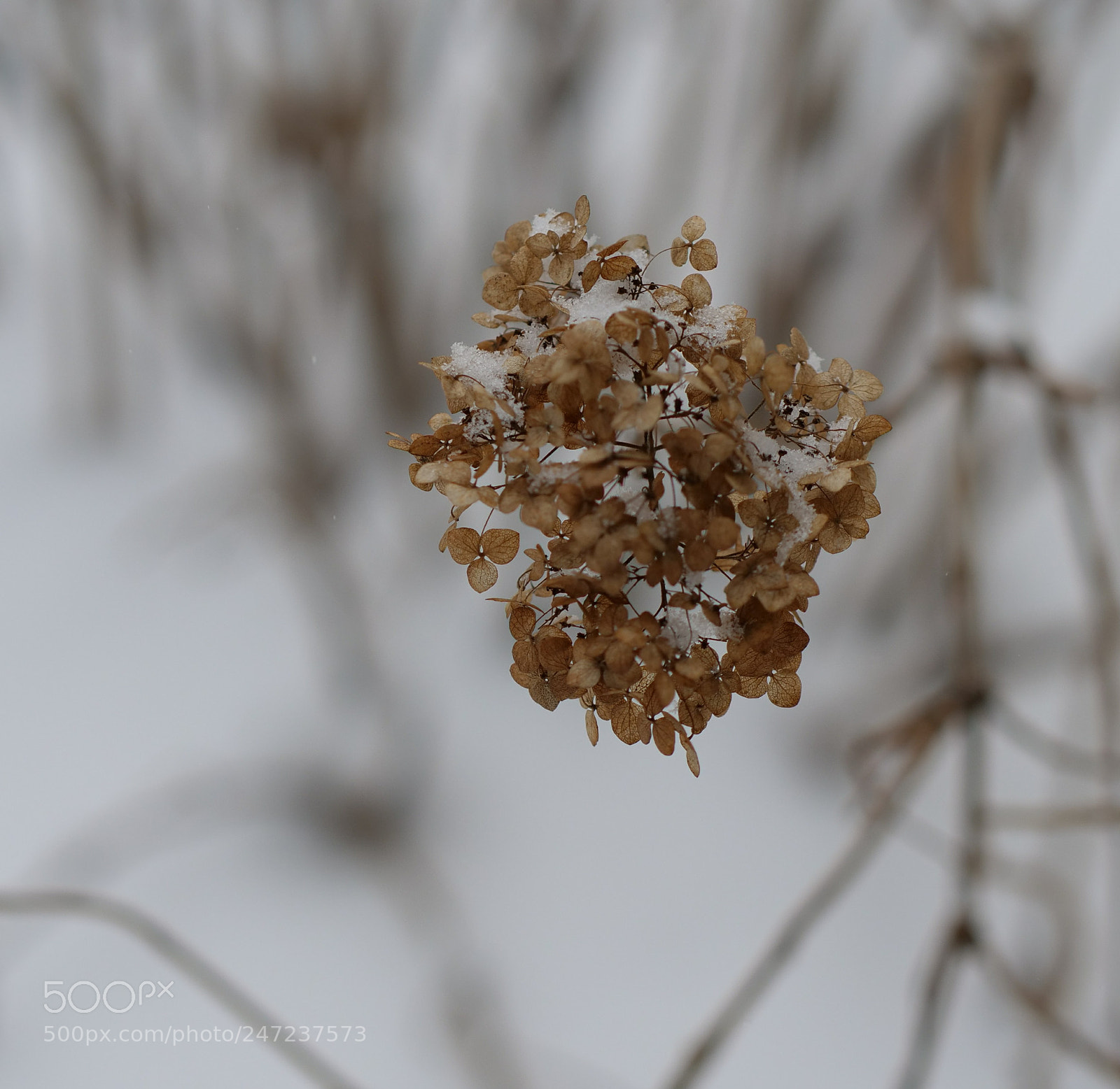 Panasonic Lumix DC-GH5 sample photo. Hortensia photography
