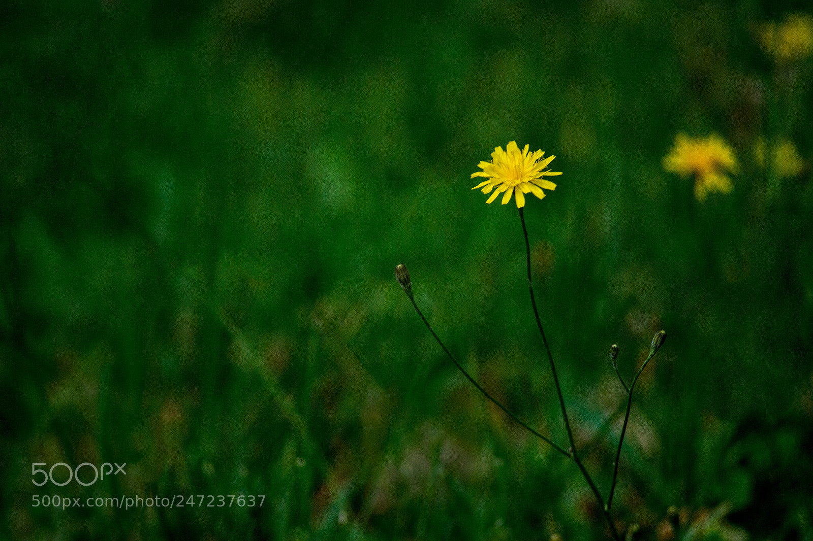 Nikon D3100 sample photo. Dandelion photography