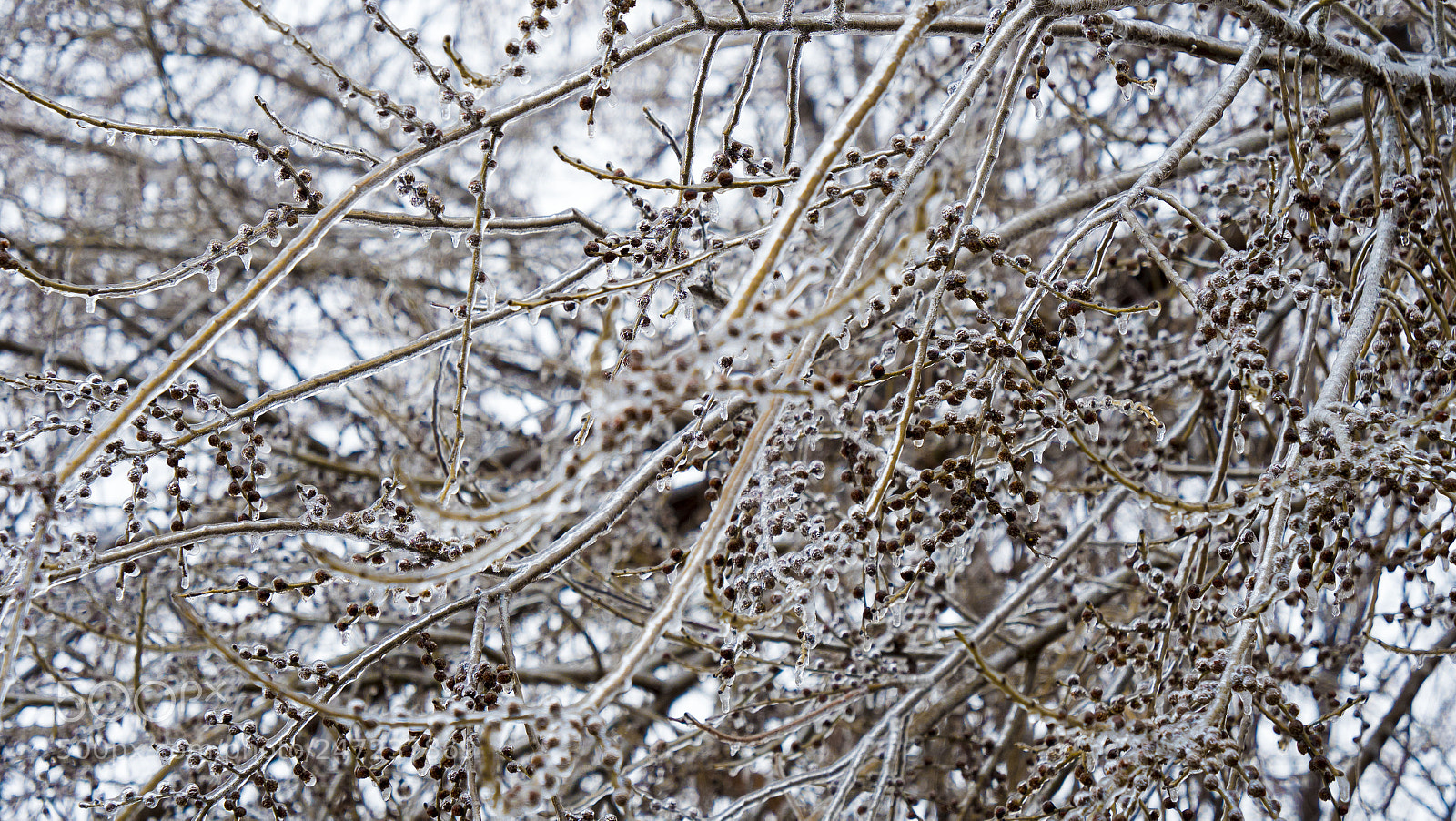 Panasonic Lumix DC-GH5 sample photo. Iced tree branches photography