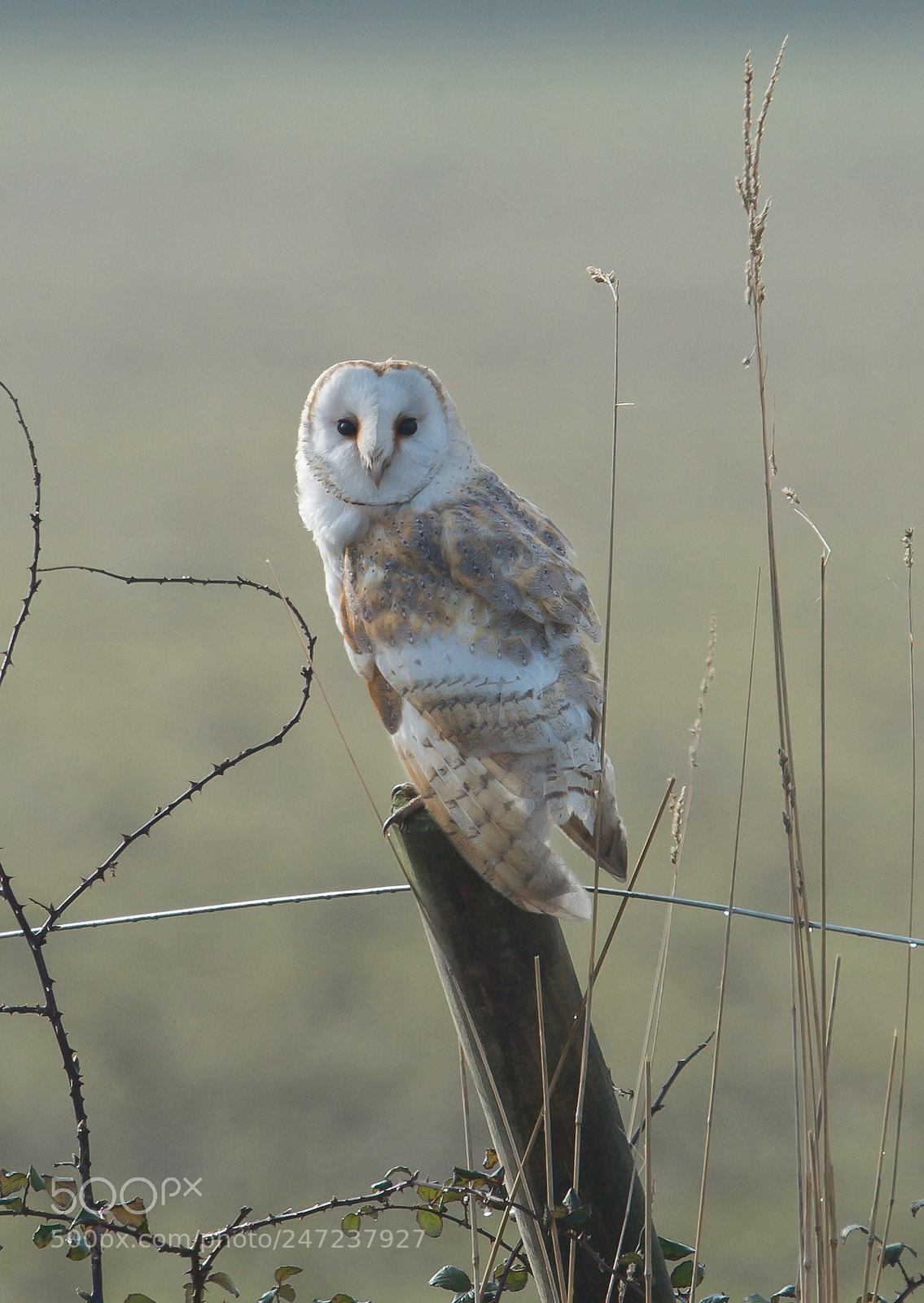 Nikon D4 sample photo. Barn owl, norfolk photography