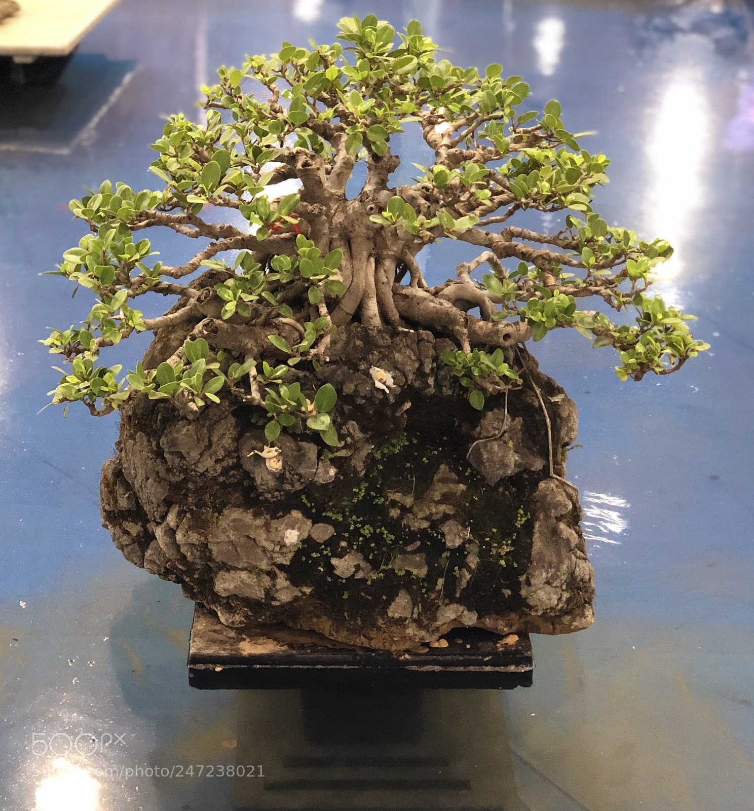 Apple iPhone X sample photo. Bonsai world,plant photography