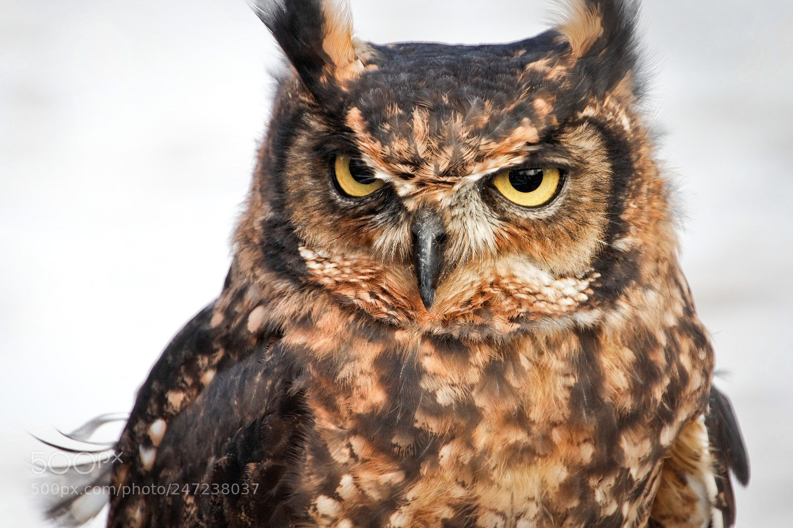 Canon EOS 450D (EOS Rebel XSi / EOS Kiss X2) sample photo. Owl portrait photography
