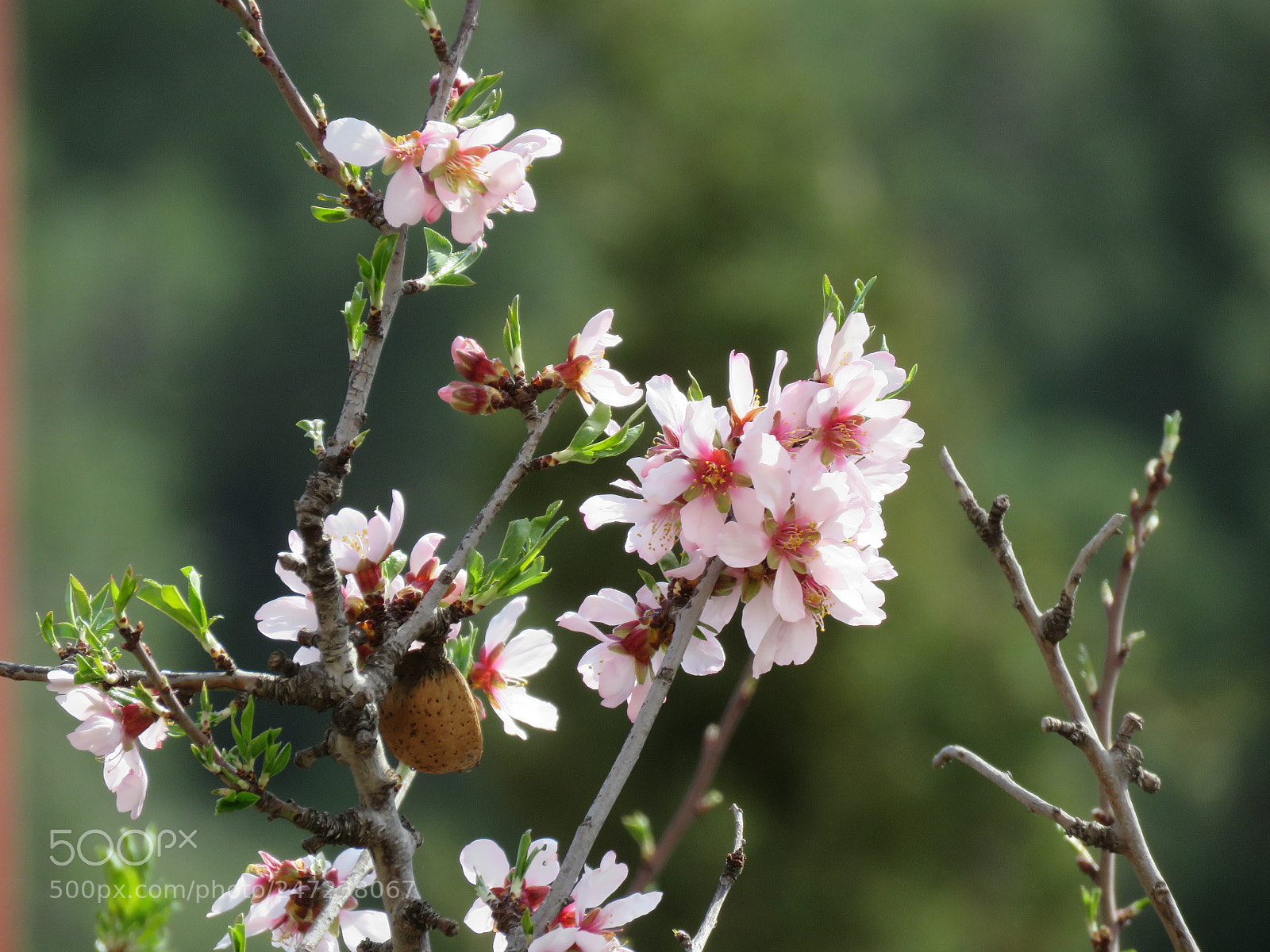 Canon PowerShot SX60 HS sample photo. Fiori di pesca 1 photography