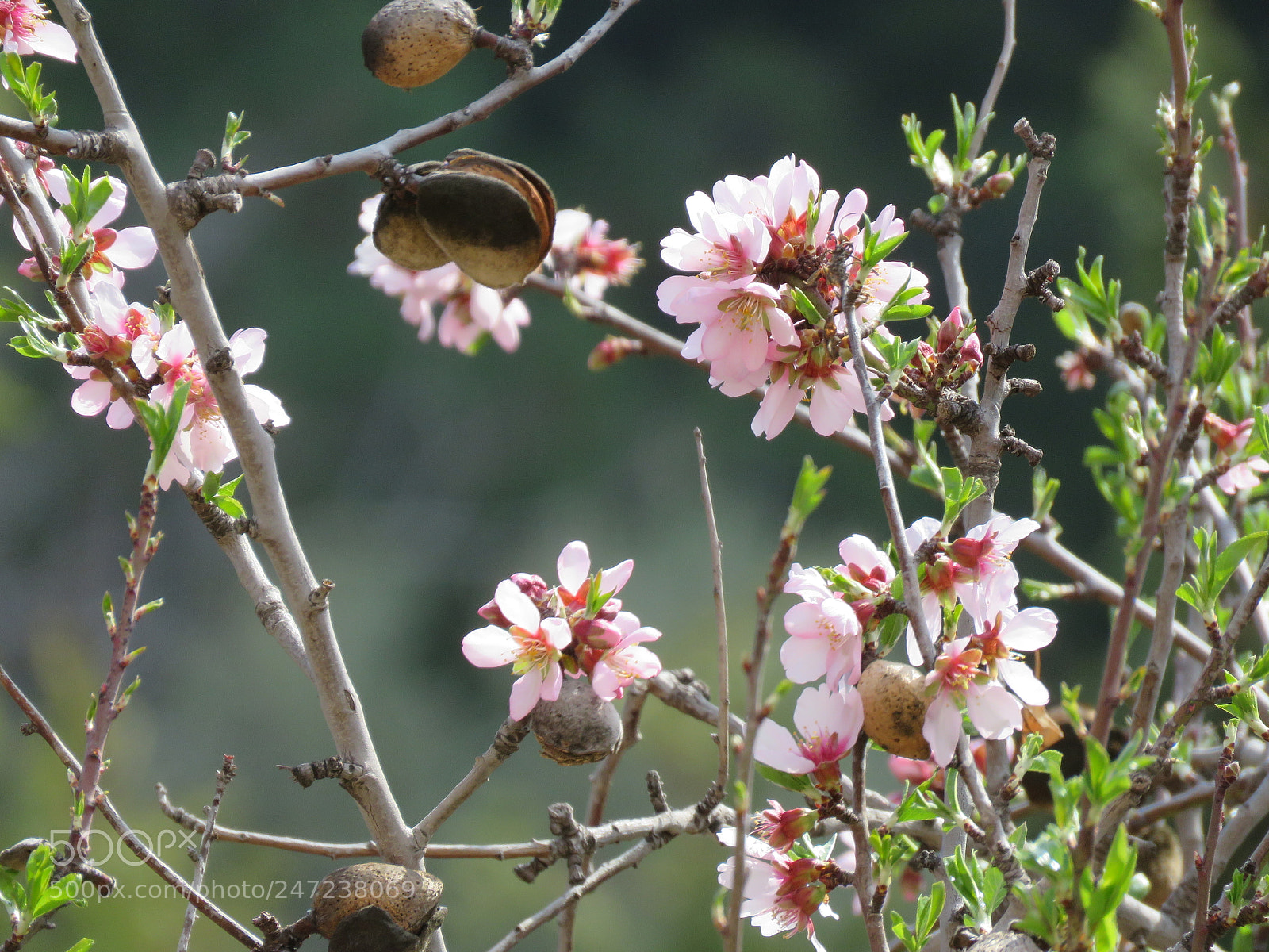 Canon PowerShot SX60 HS sample photo. Fiori di pesca 2 photography
