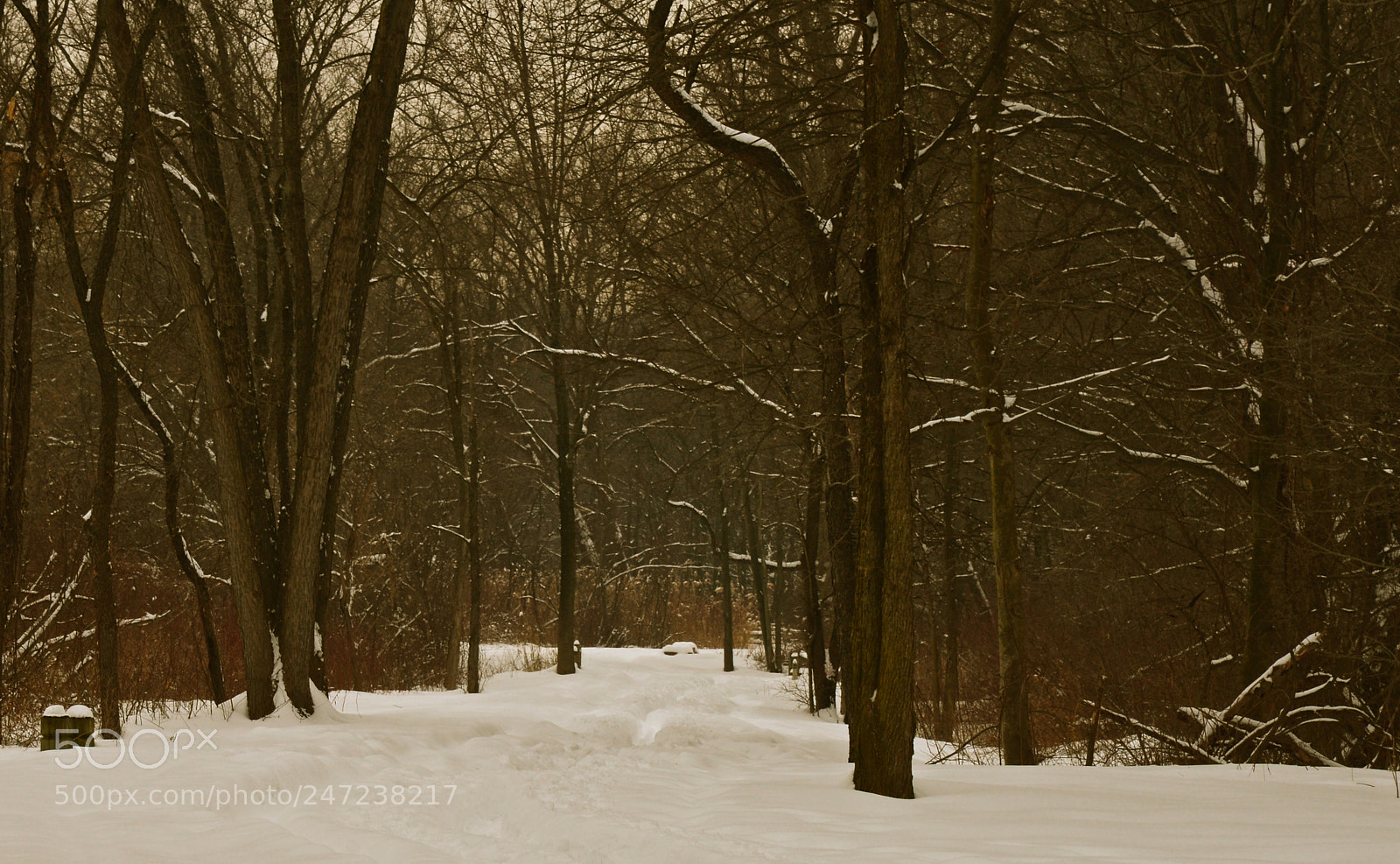 Nikon D600 sample photo. Winter forest photography