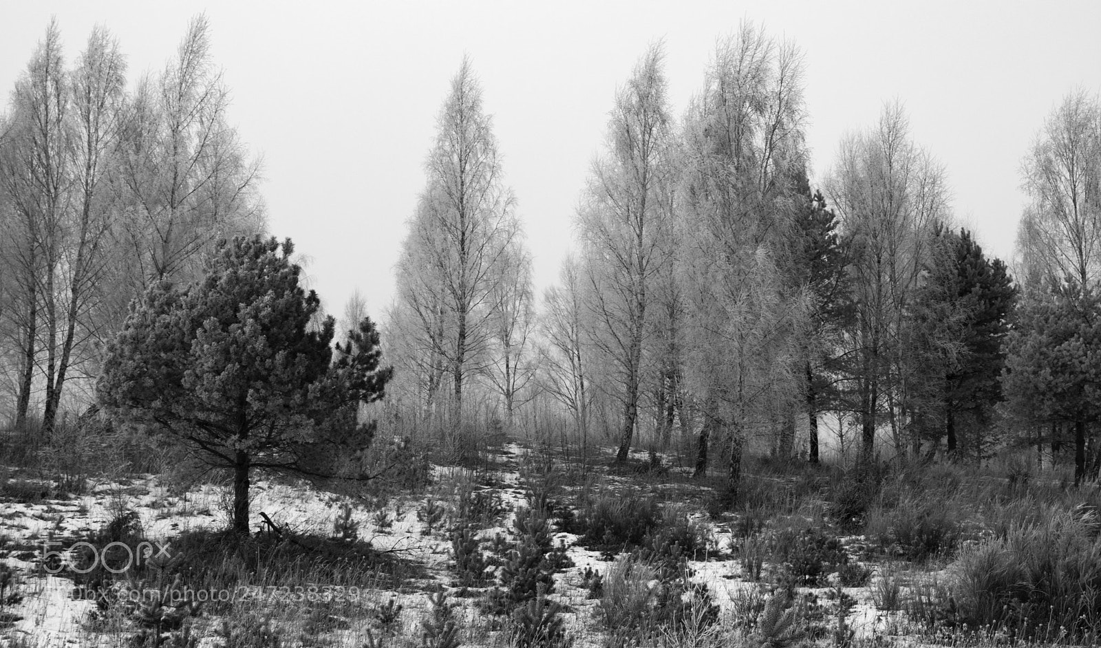Pentax K-70 sample photo. Winter photography