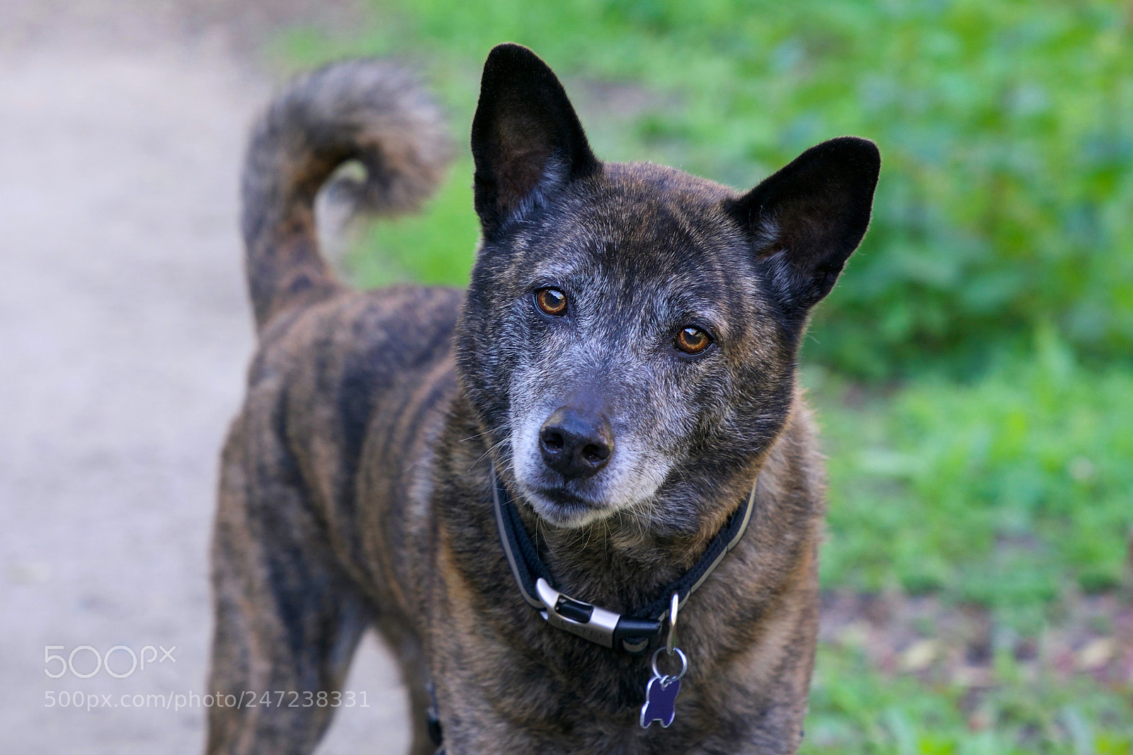 Sony a9 sample photo. My buddy dexter photography