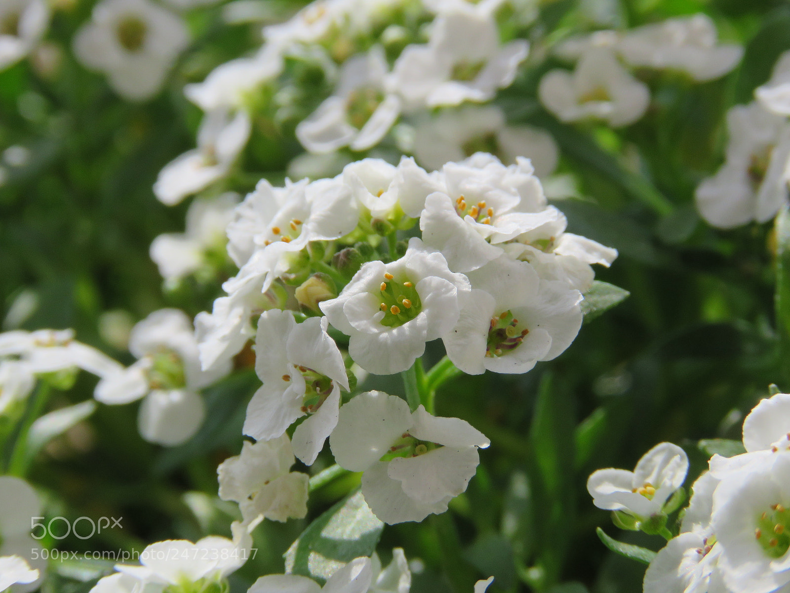 Canon PowerShot SX60 HS sample photo. Perfume of honey 1 photography