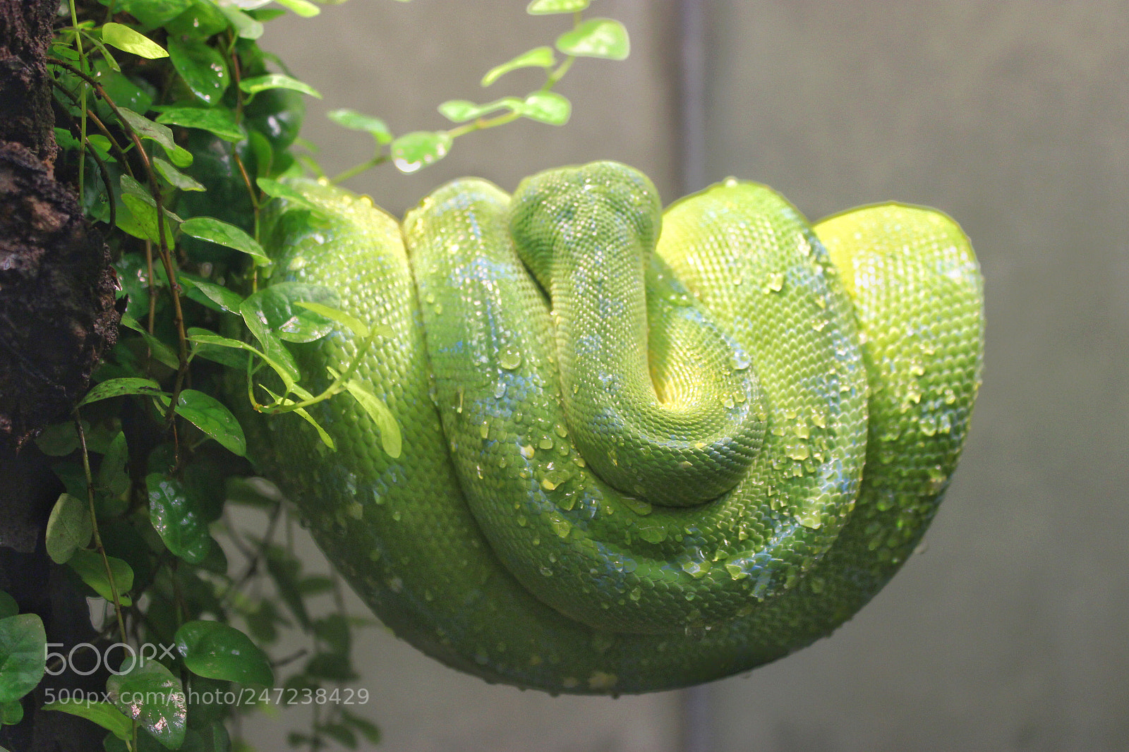 Canon EOS 600D (Rebel EOS T3i / EOS Kiss X5) sample photo. A soft nap photography