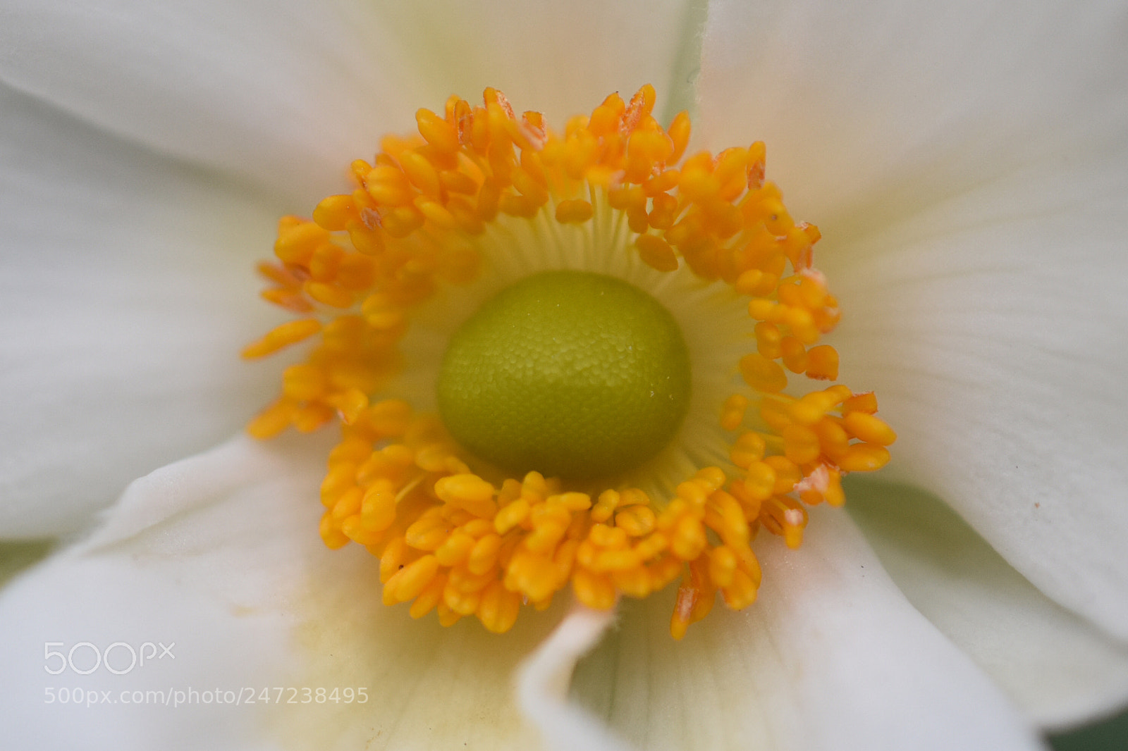 Nikon D3400 sample photo. Awash in pollen photography