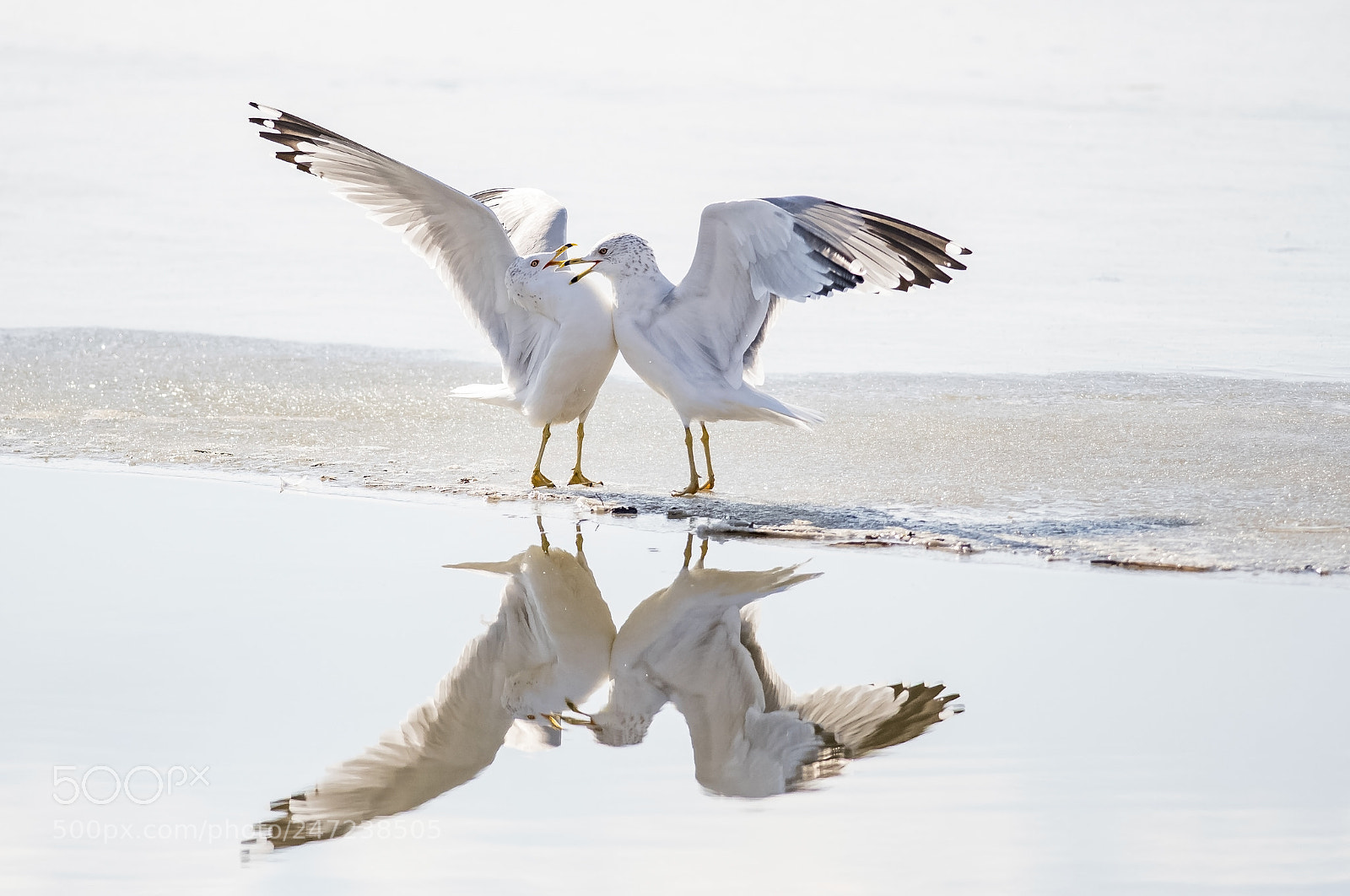 Nikon D500 sample photo. Territorial seagull photography