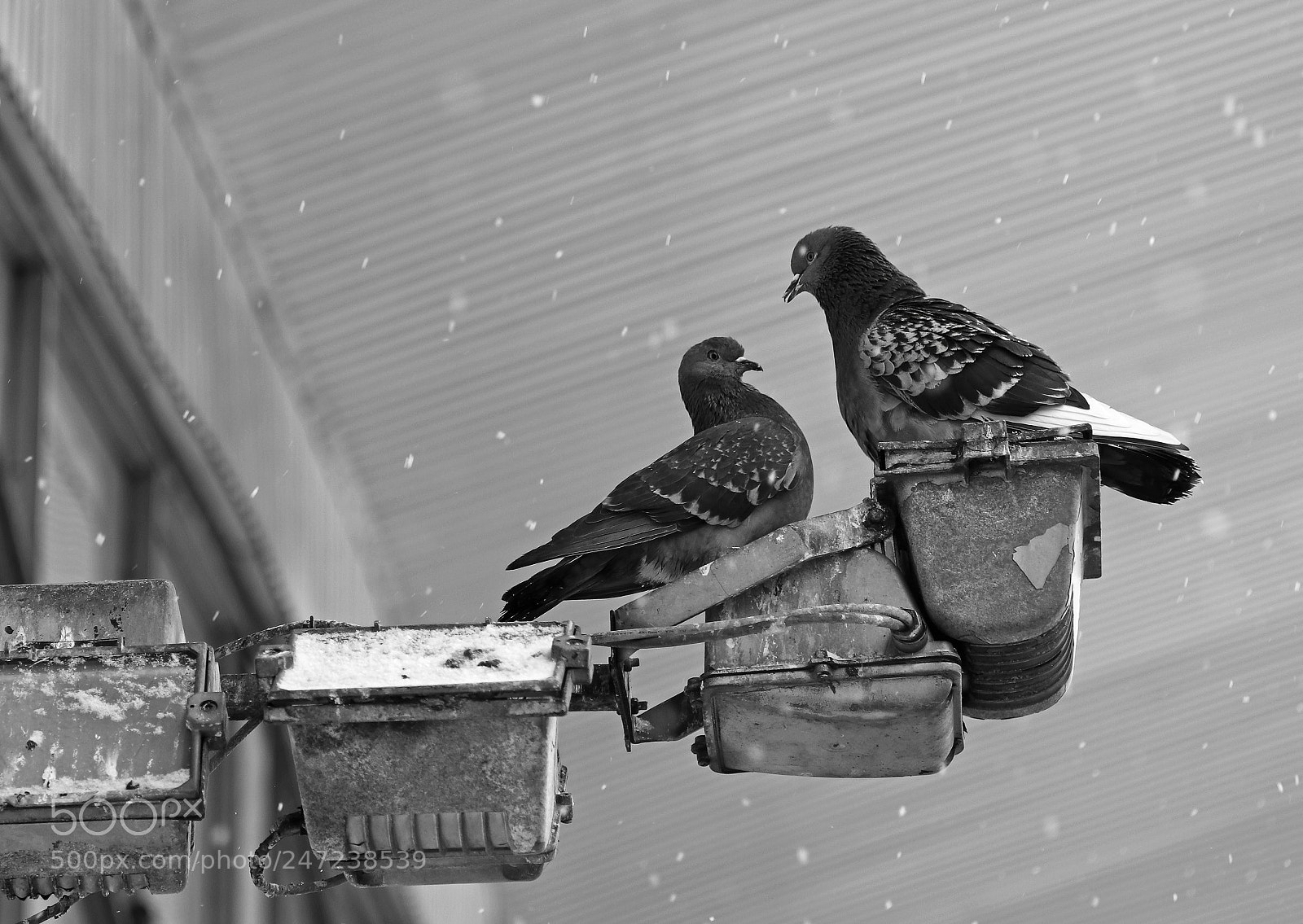 Canon EOS 80D sample photo. Pigeons photography
