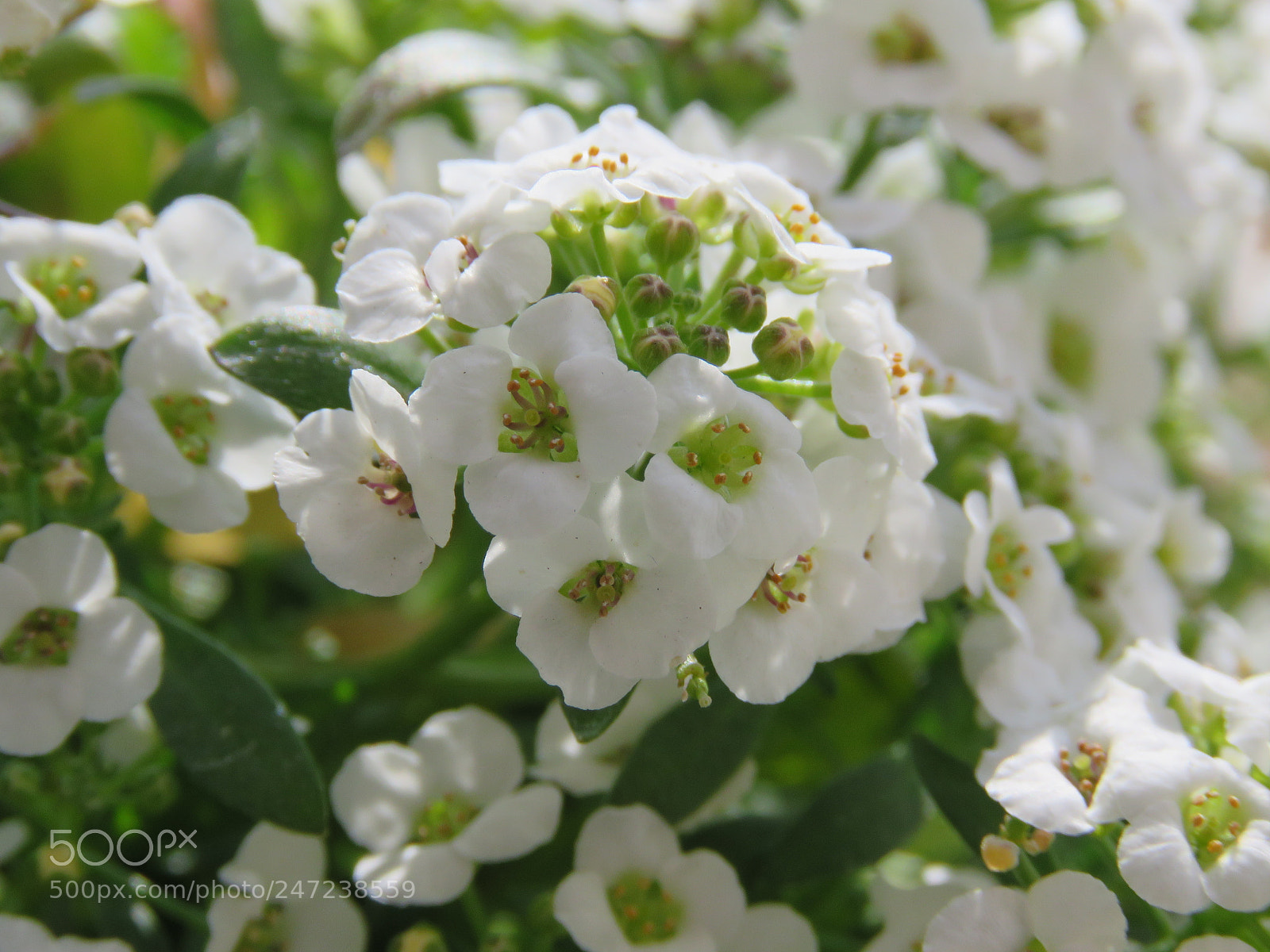 Canon PowerShot SX60 HS sample photo. Perfume of honey 2 photography