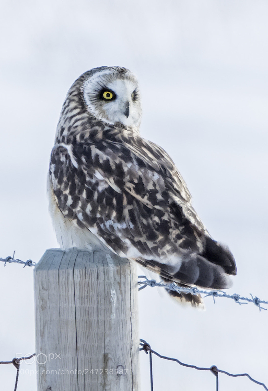 Canon EOS 7D Mark II sample photo. Se owl ra photography