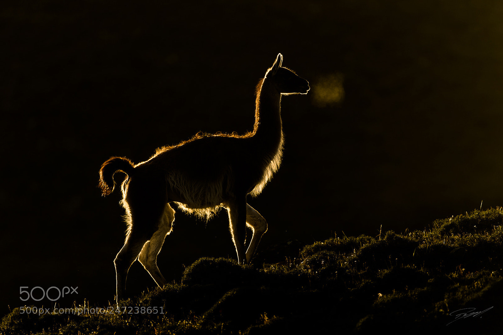 Nikon D5 sample photo. Guanaco on a cold photography