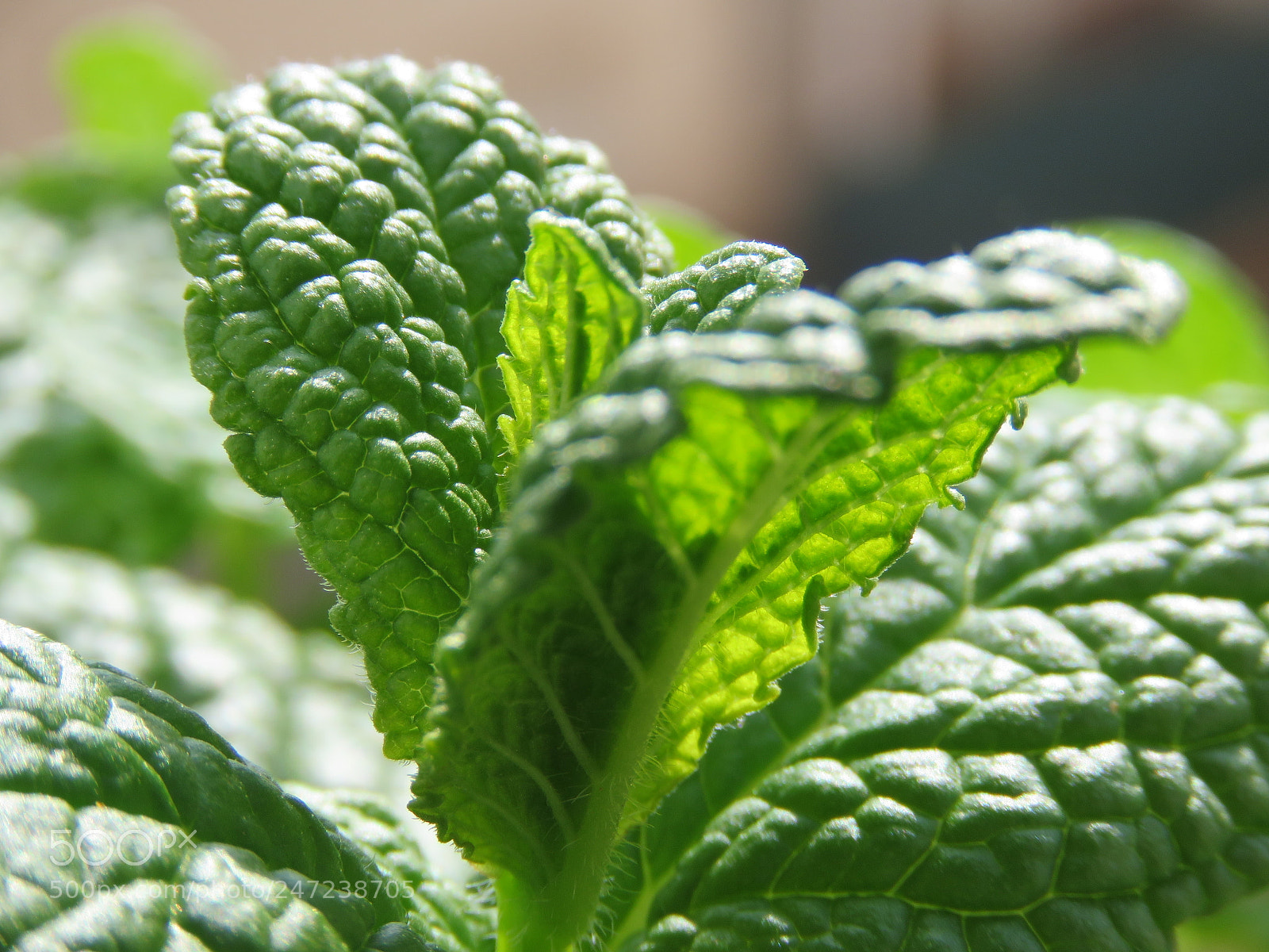 Canon PowerShot SX60 HS sample photo. Mint photography