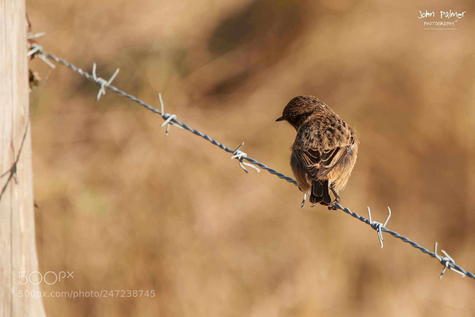 Nikon D810 sample photo. Stone chat photography