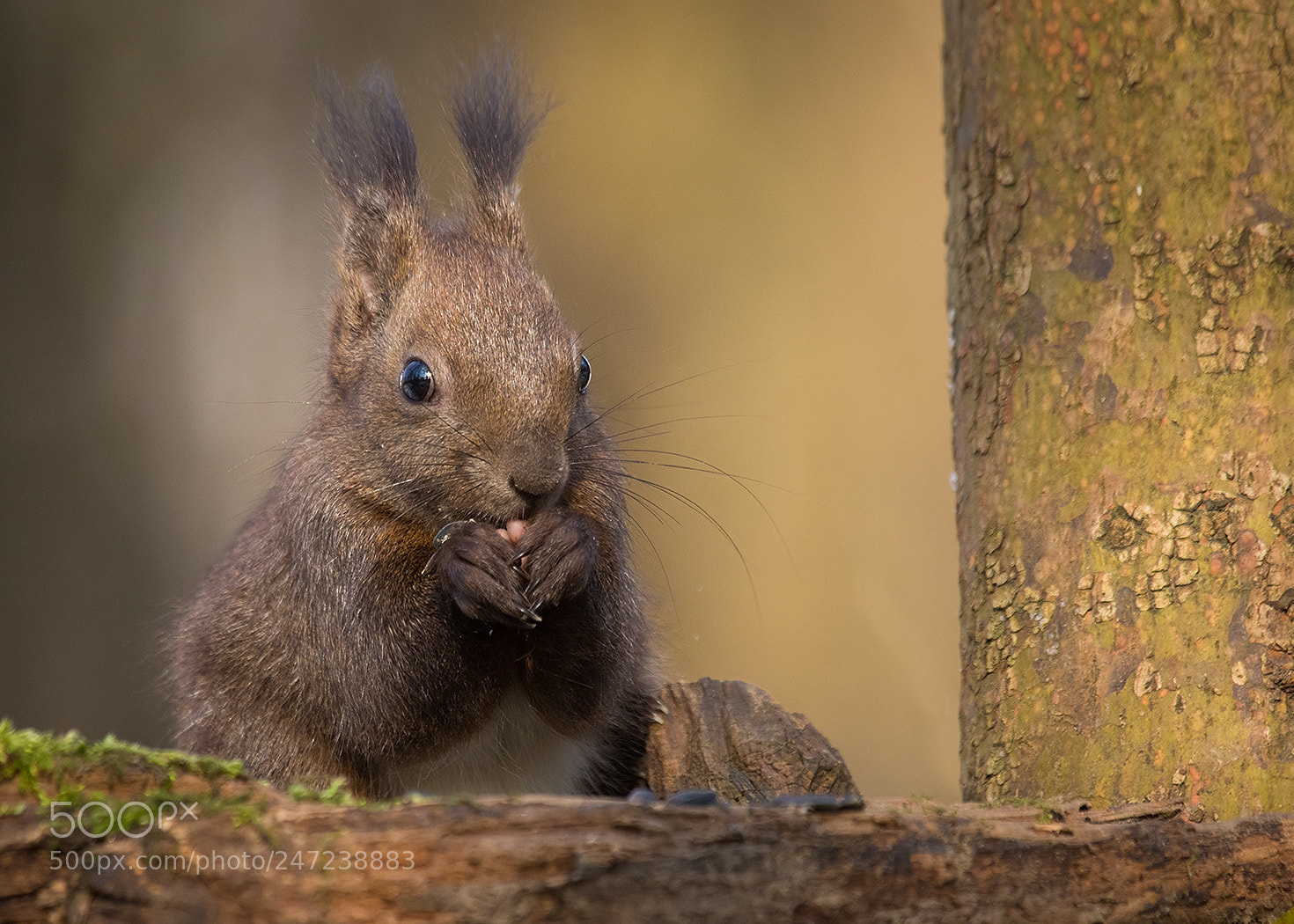 Canon EOS 7D Mark II sample photo. Squirrel photography
