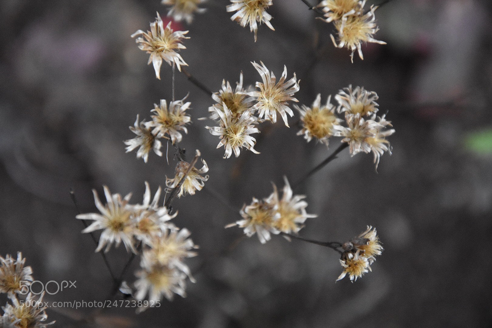 Nikon D7200 sample photo. Untitled photography