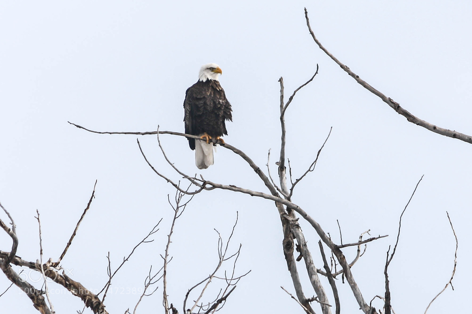 Canon EOS 1000D (EOS Digital Rebel XS / EOS Kiss F) sample photo. Eagle eye photography