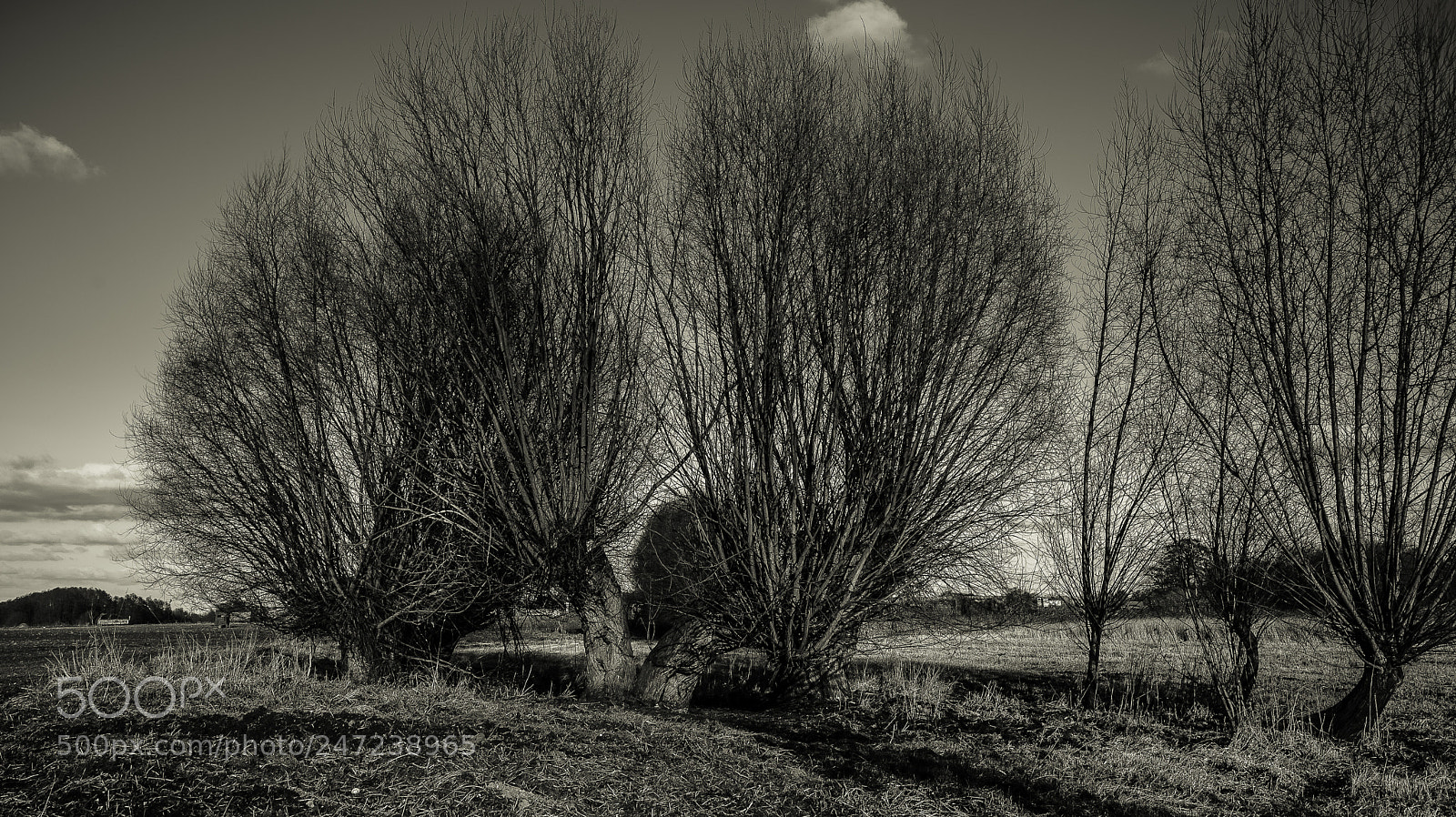 Canon EOS 6D Mark II sample photo. Willows photography
