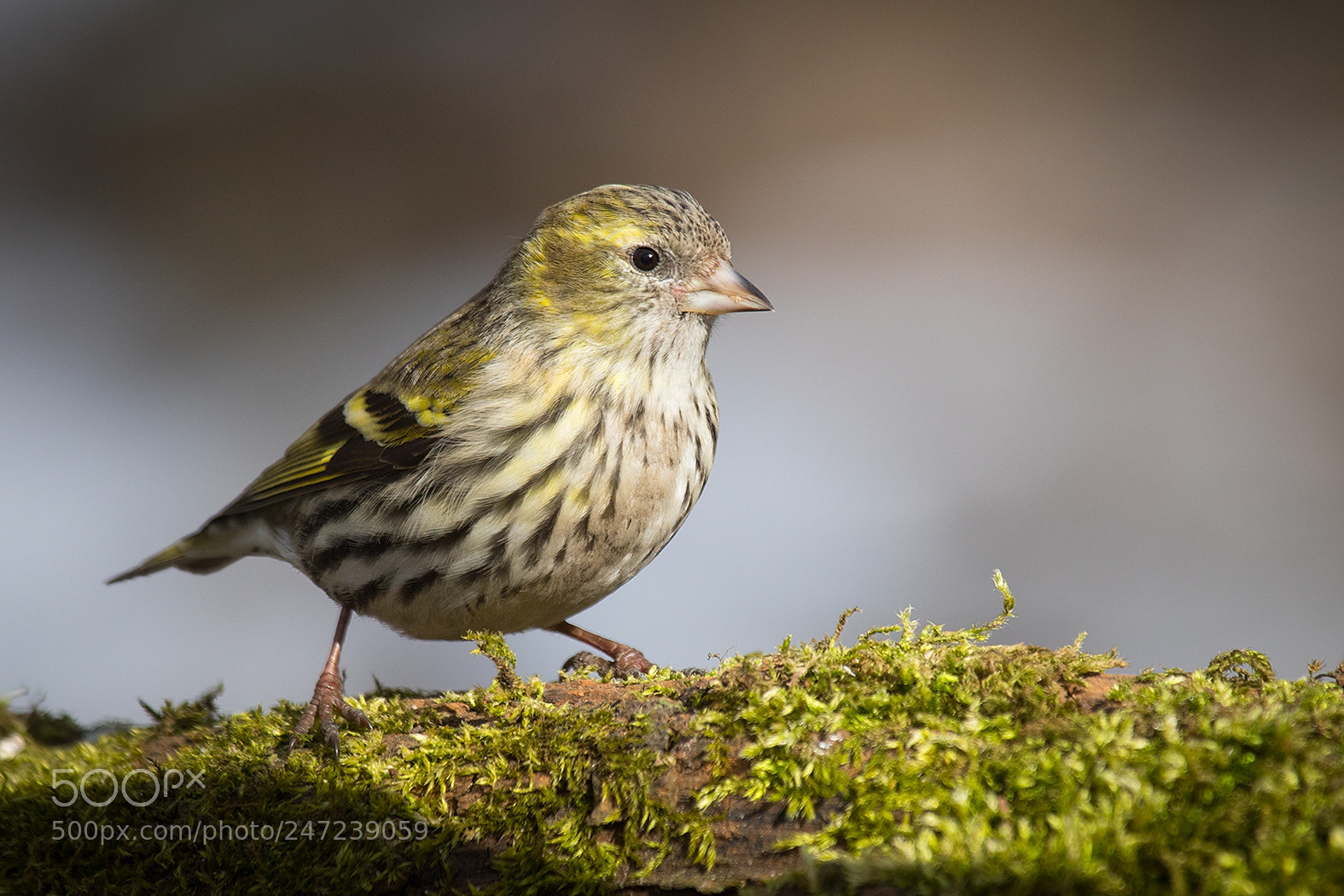Canon EOS 7D Mark II sample photo. Siskin photography