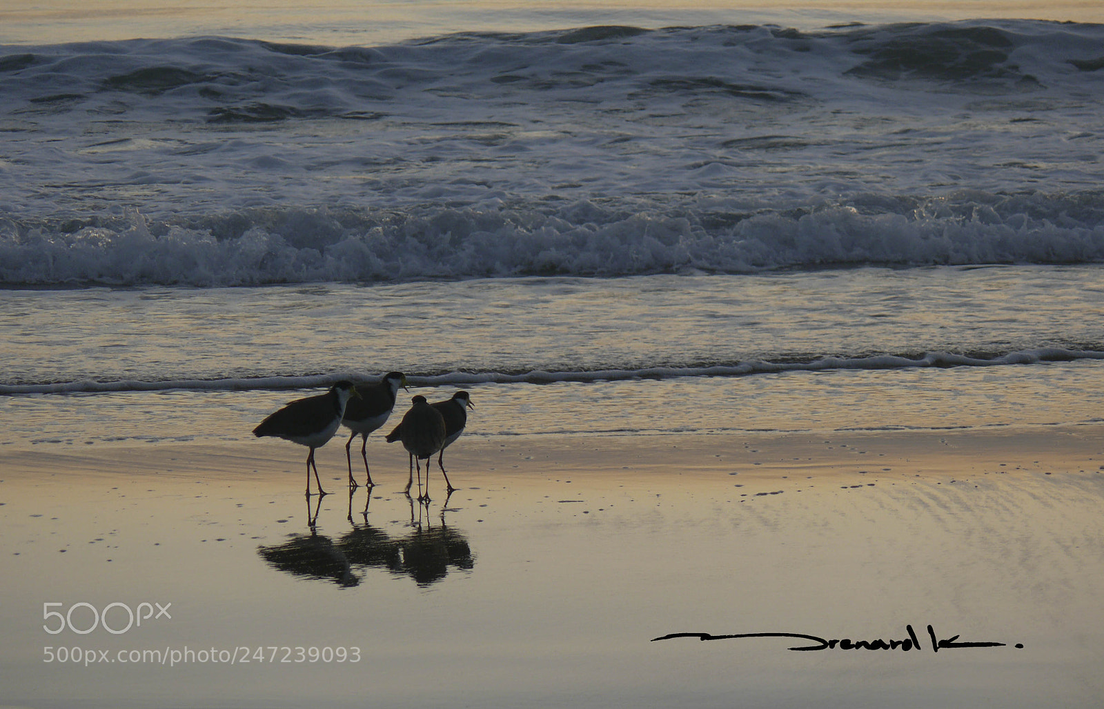 Panasonic DMC-FZ50 sample photo. Birds at the beach photography