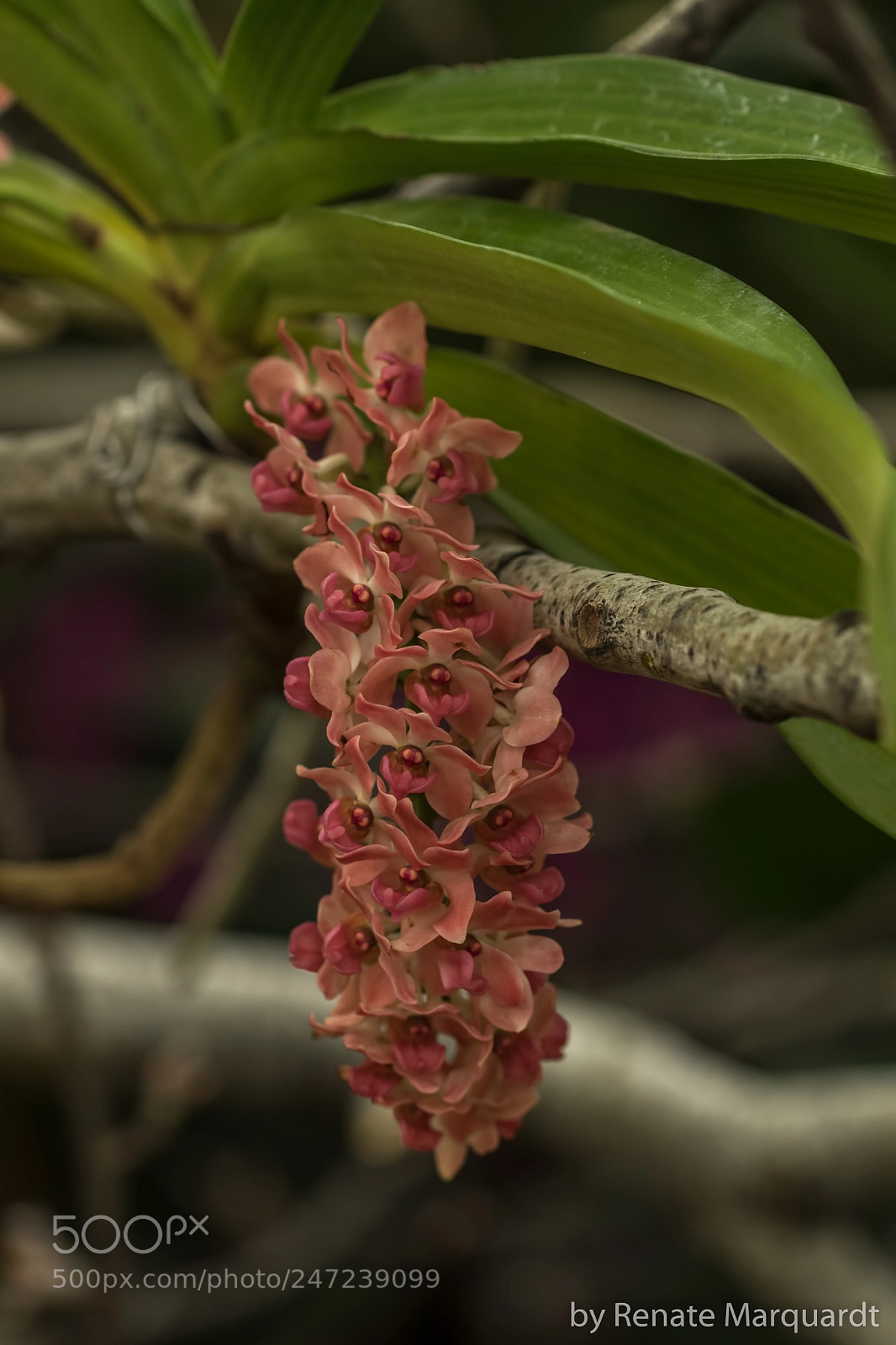 Canon EOS 7D Mark II sample photo. Orchideen..... photography