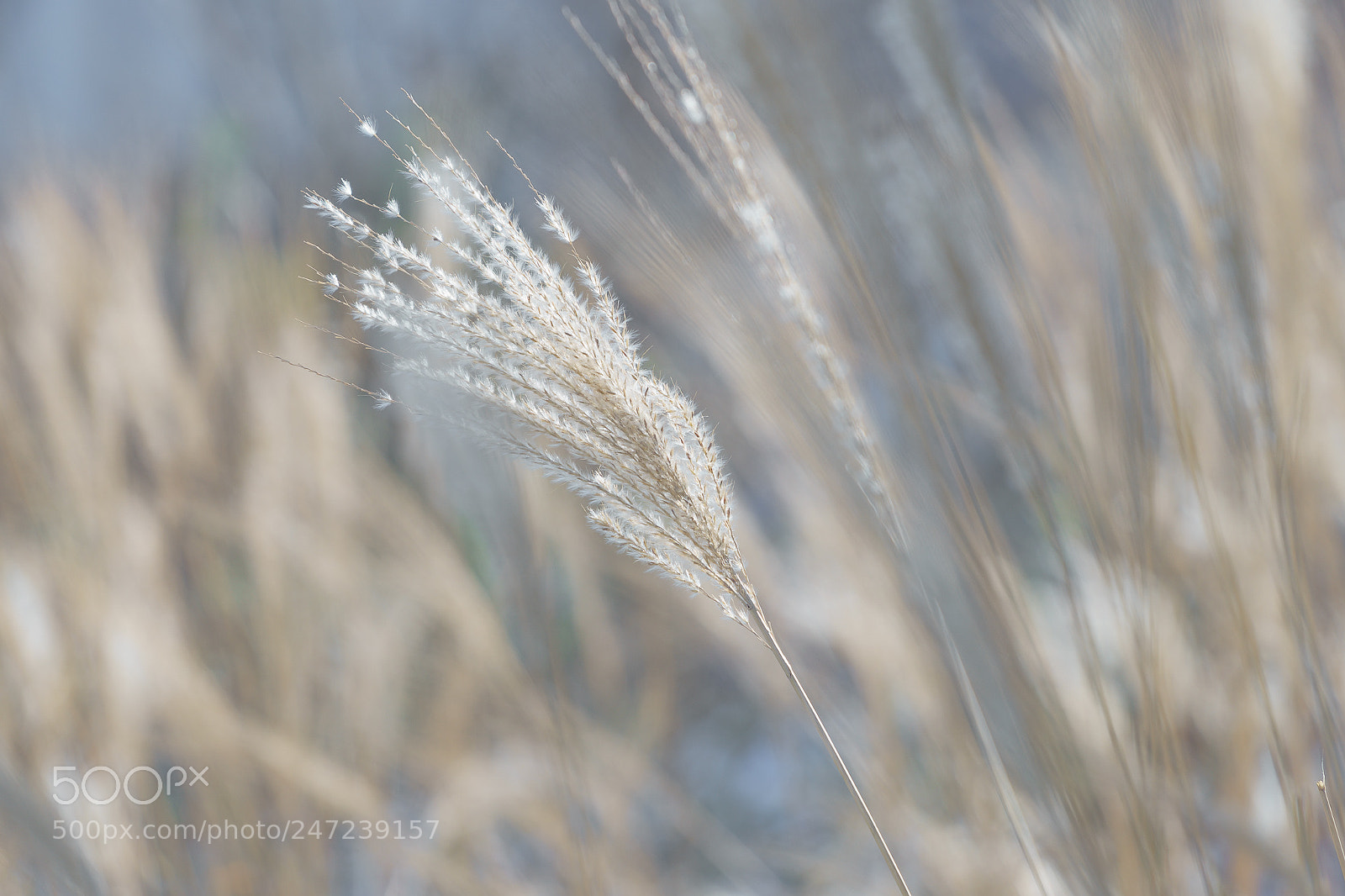 Sony a7 II sample photo. Soft & windy photography