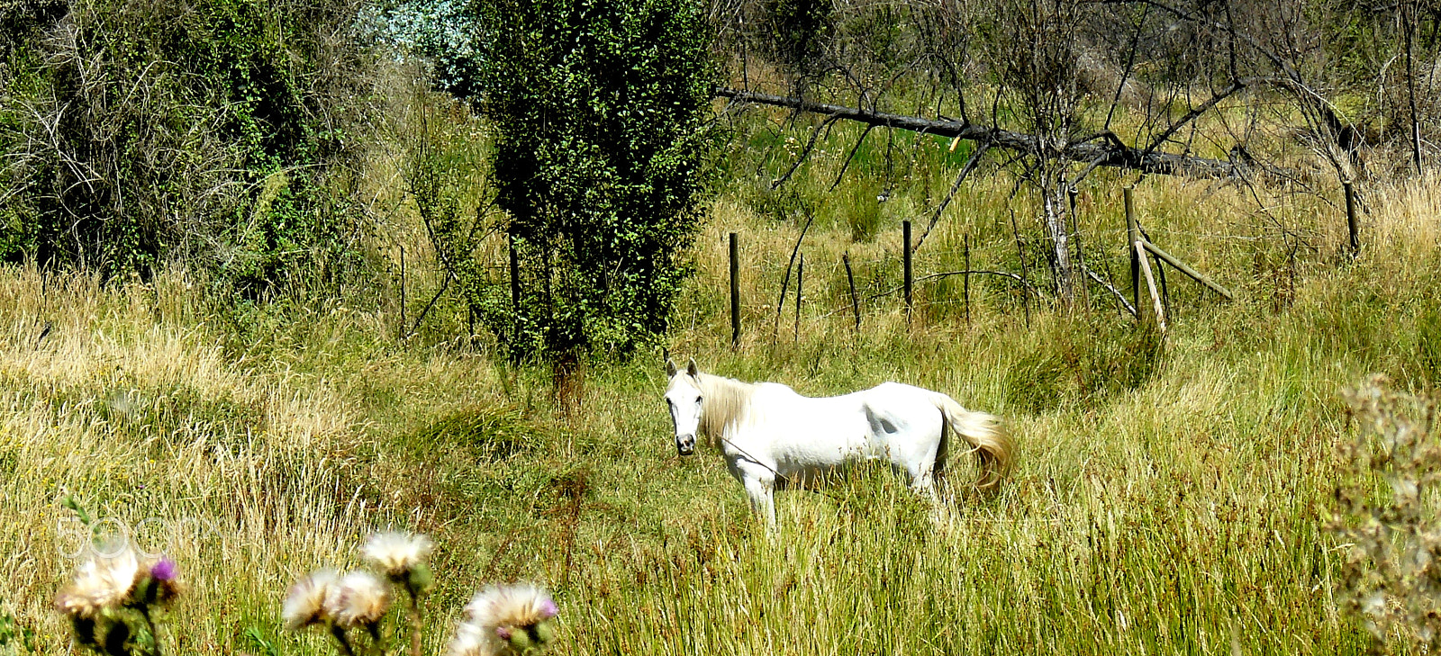 Panasonic DMC-FZ8 sample photo. Horse in shining armor photography