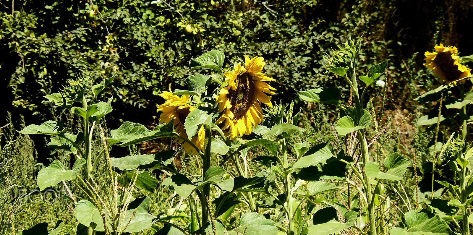 Panasonic DMC-FZ8 sample photo. Flower of the sun photography